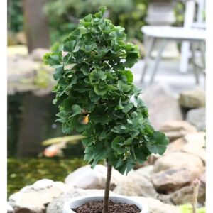 Hochstamm Fächerblattbaum Troll 100-125cm - Ginkgo biloba