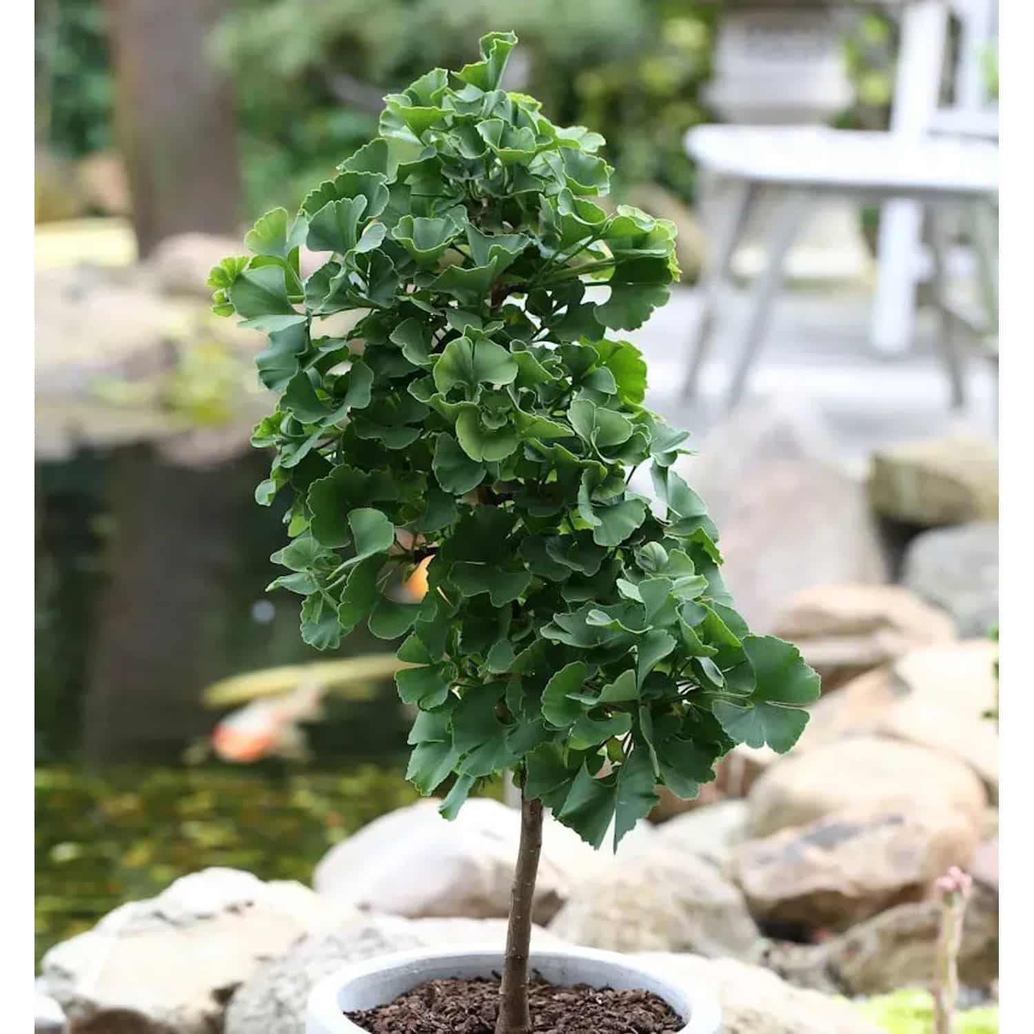 Hochstamm Fächerblattbaum Troll 100-125cm - Ginkgo biloba