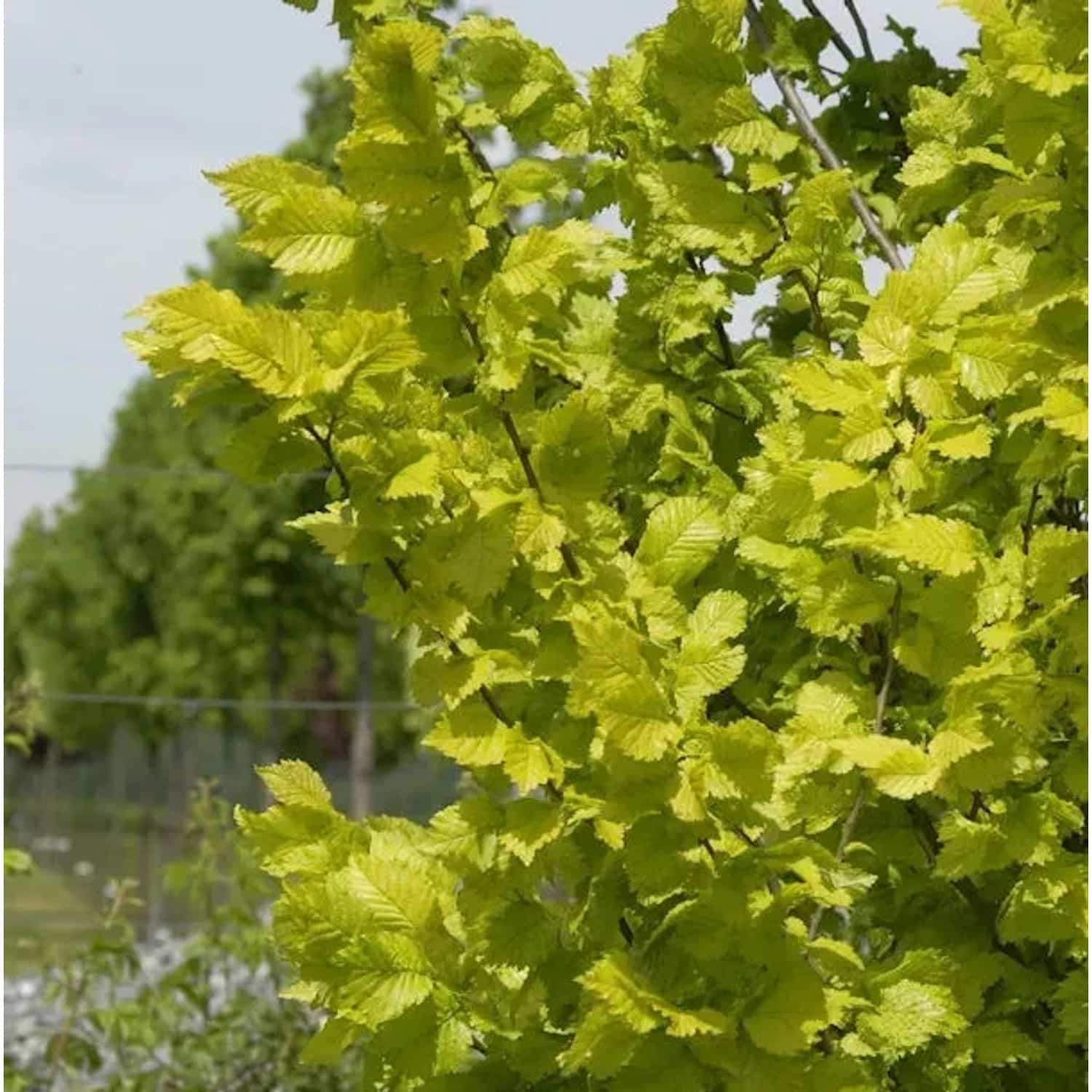 Hochstamm Goldulme 80-100cm - Ulmus carpinfolia