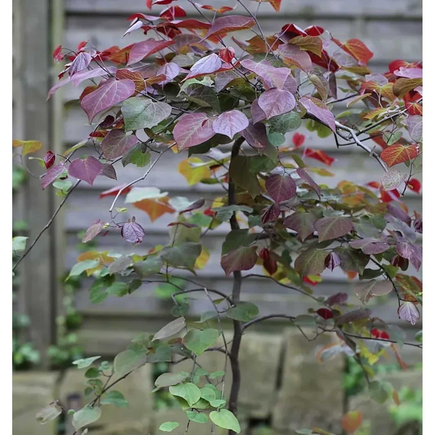 Hochstamm Kanadischer Judasbaum Ruby Falls 100-125cm - Cercis canadensis