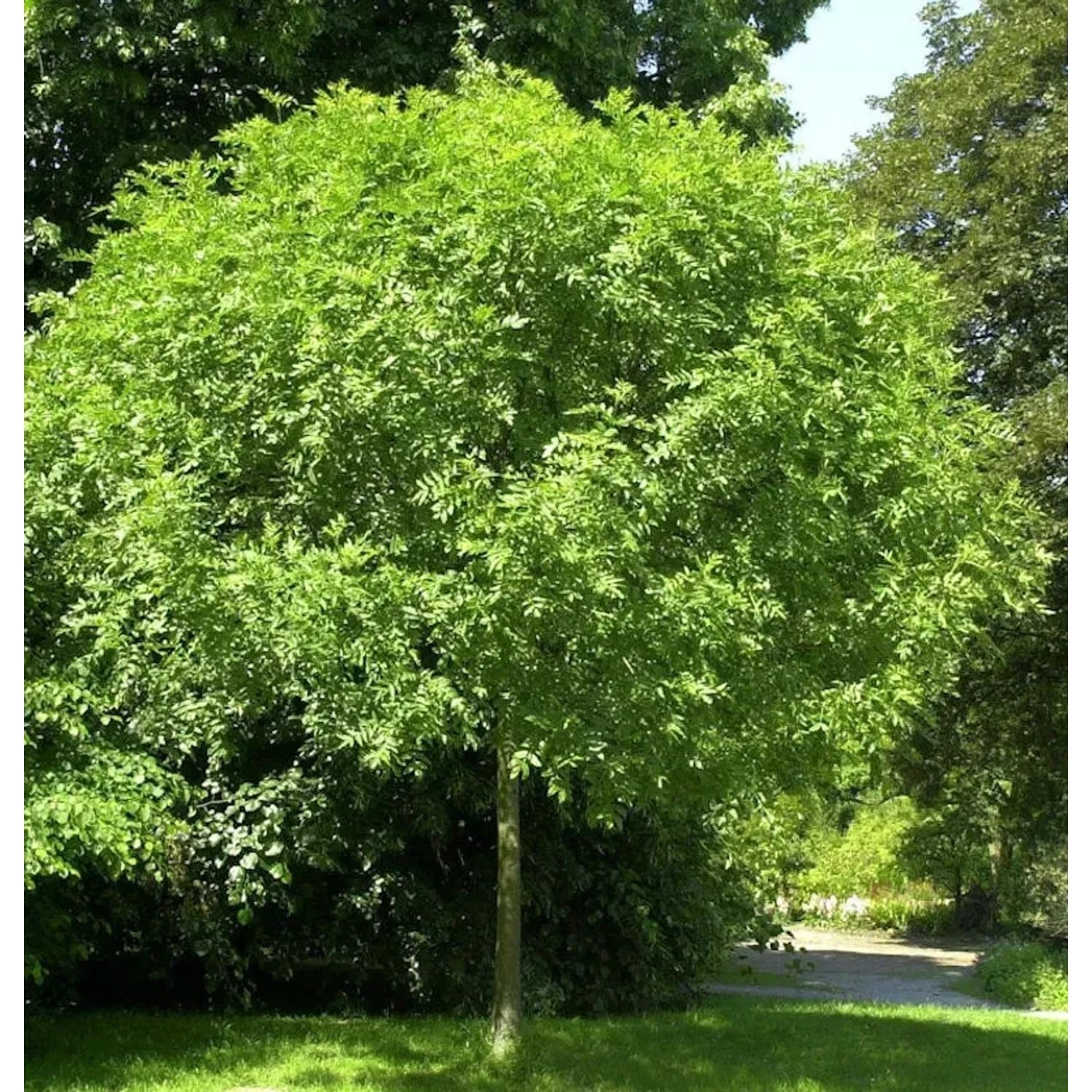 Hochstamm Kugel Esche Grüne Kugel 40-60cm - Fraxinus