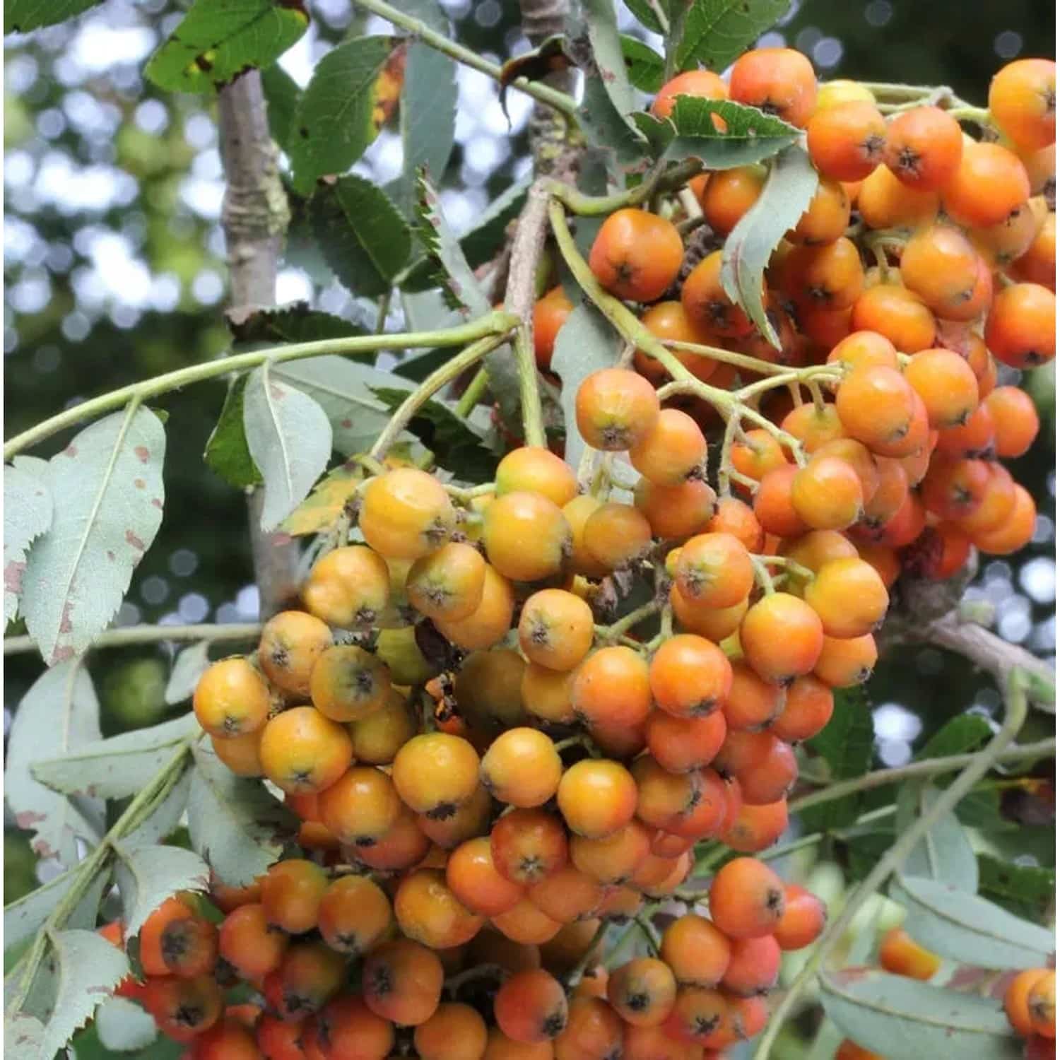 Hochstamm Mährische Eberesche Autumn Spire 100-125cm - Sorbus aucuparia