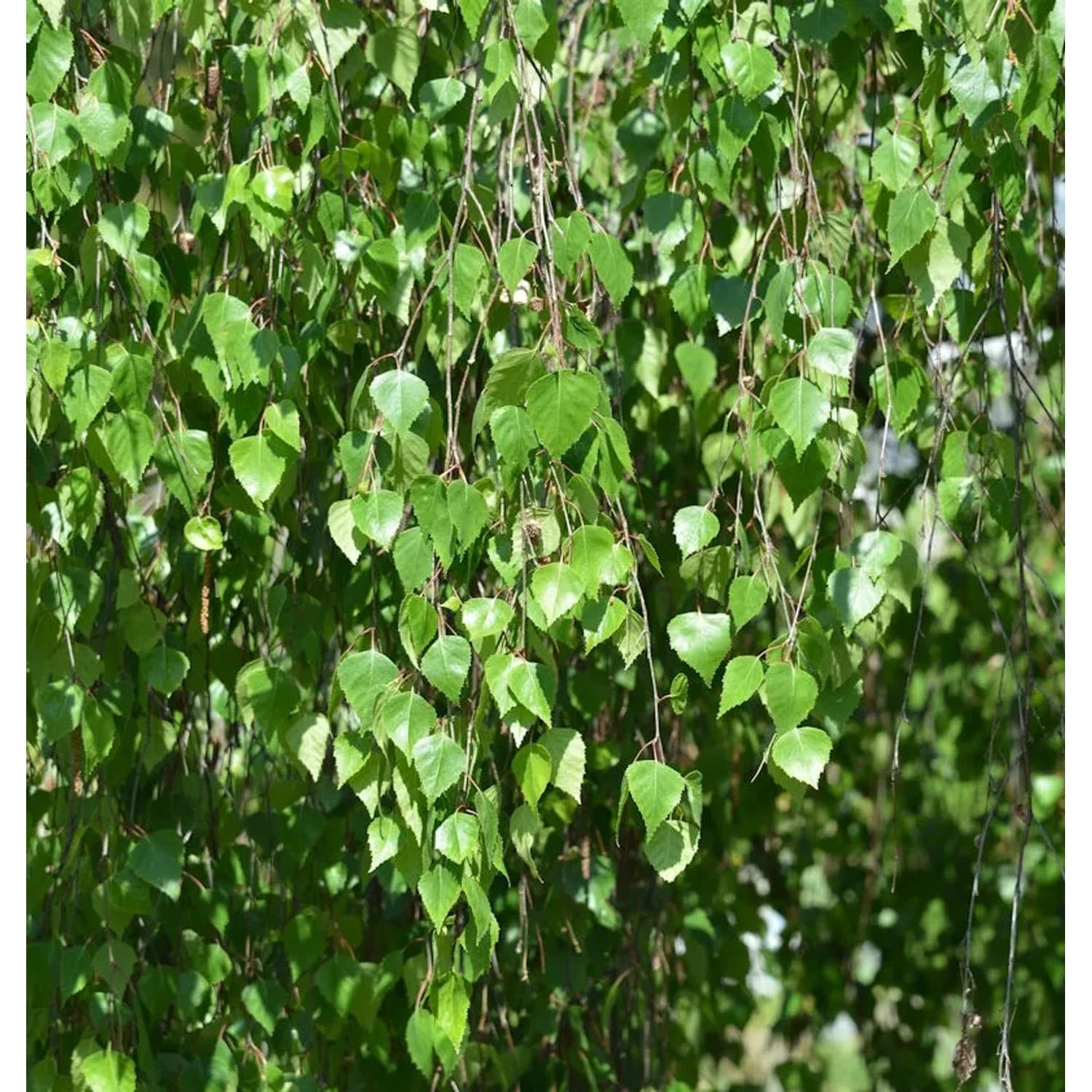 Hochstamm Trauer-Birke Youngii 100-125cm - Betula pendula