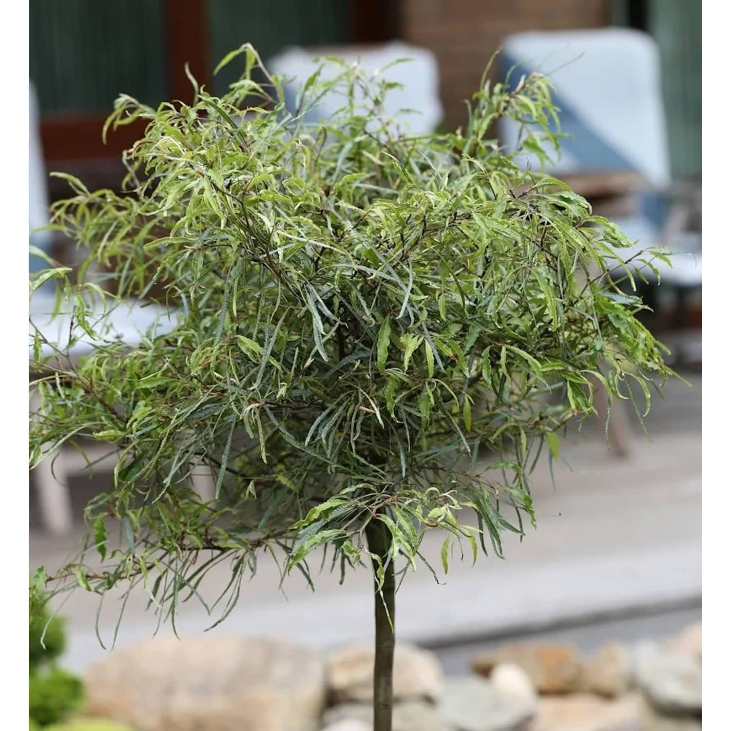 Hochstamm Zwerg Farnbuche Mercedes 60-80cm - Fagus sylvatica