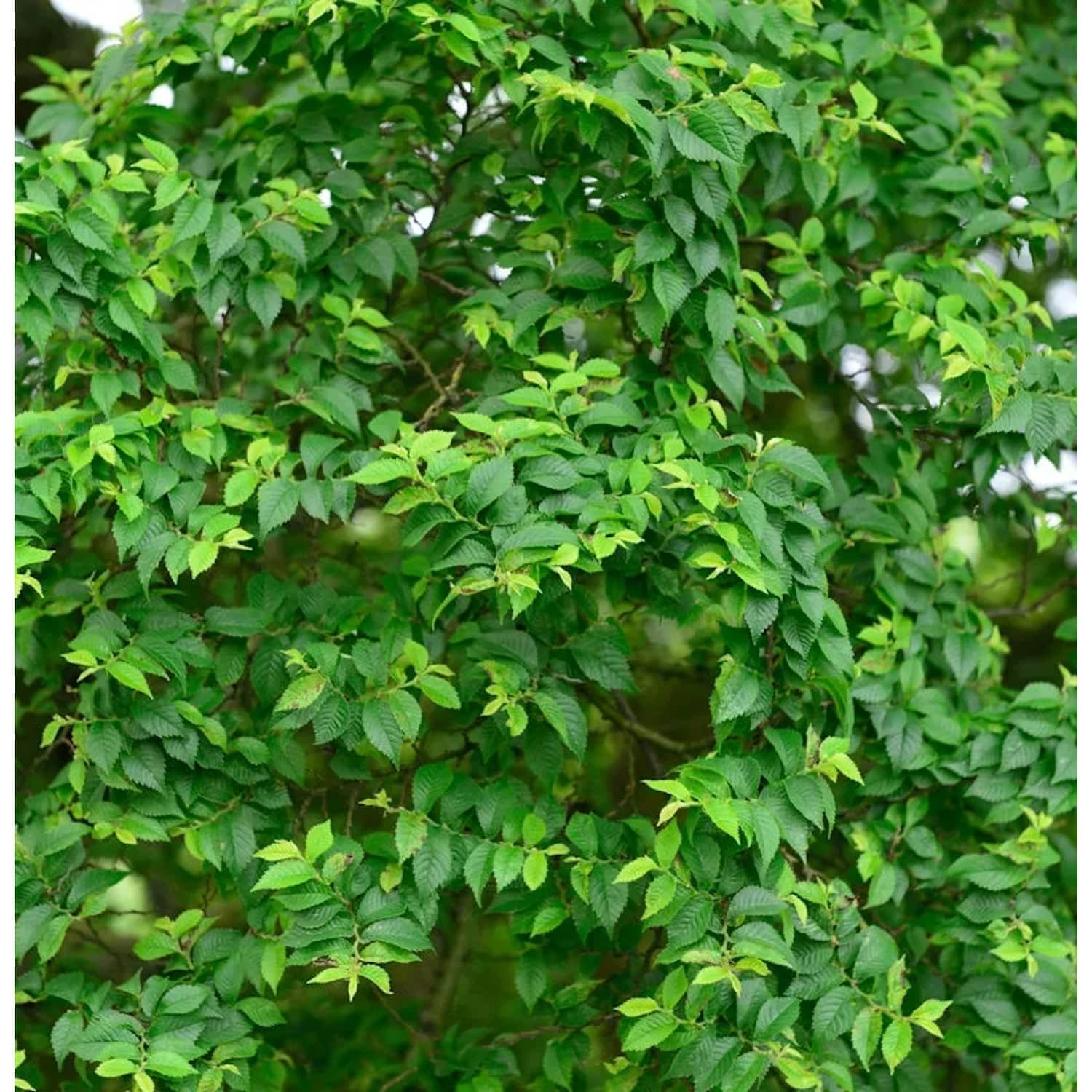 Hochstamm Zwergulme Jacqueline Hillier 80-100cm - Ulmus hollandica