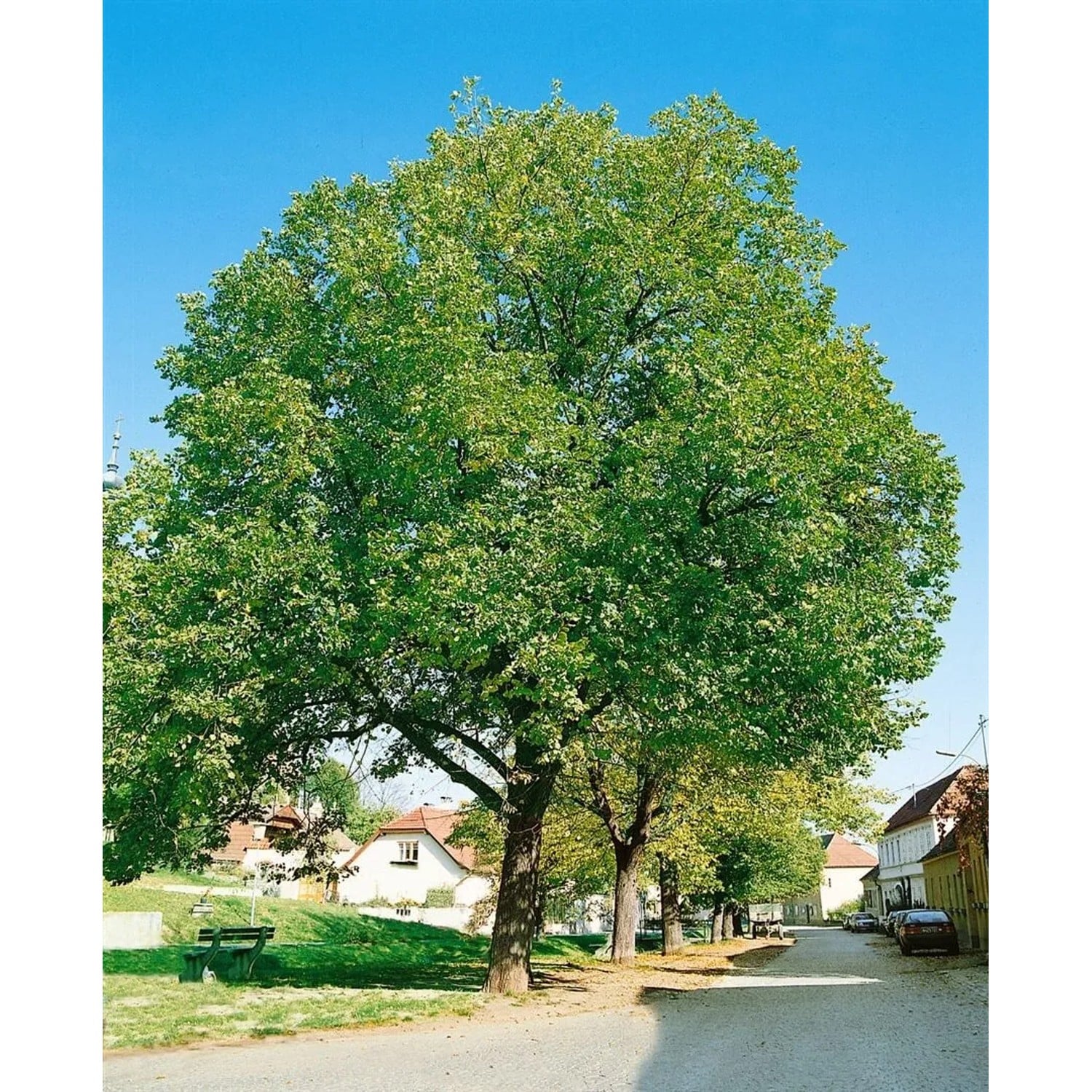 Juglans Regia Jupiter Walnussbaum 125–150 cm