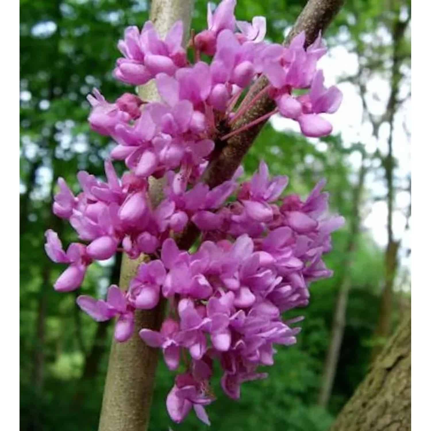 Kanadischer Hänge Judasbaum Lavender Twist 80-100cm - Cercis canadensis
