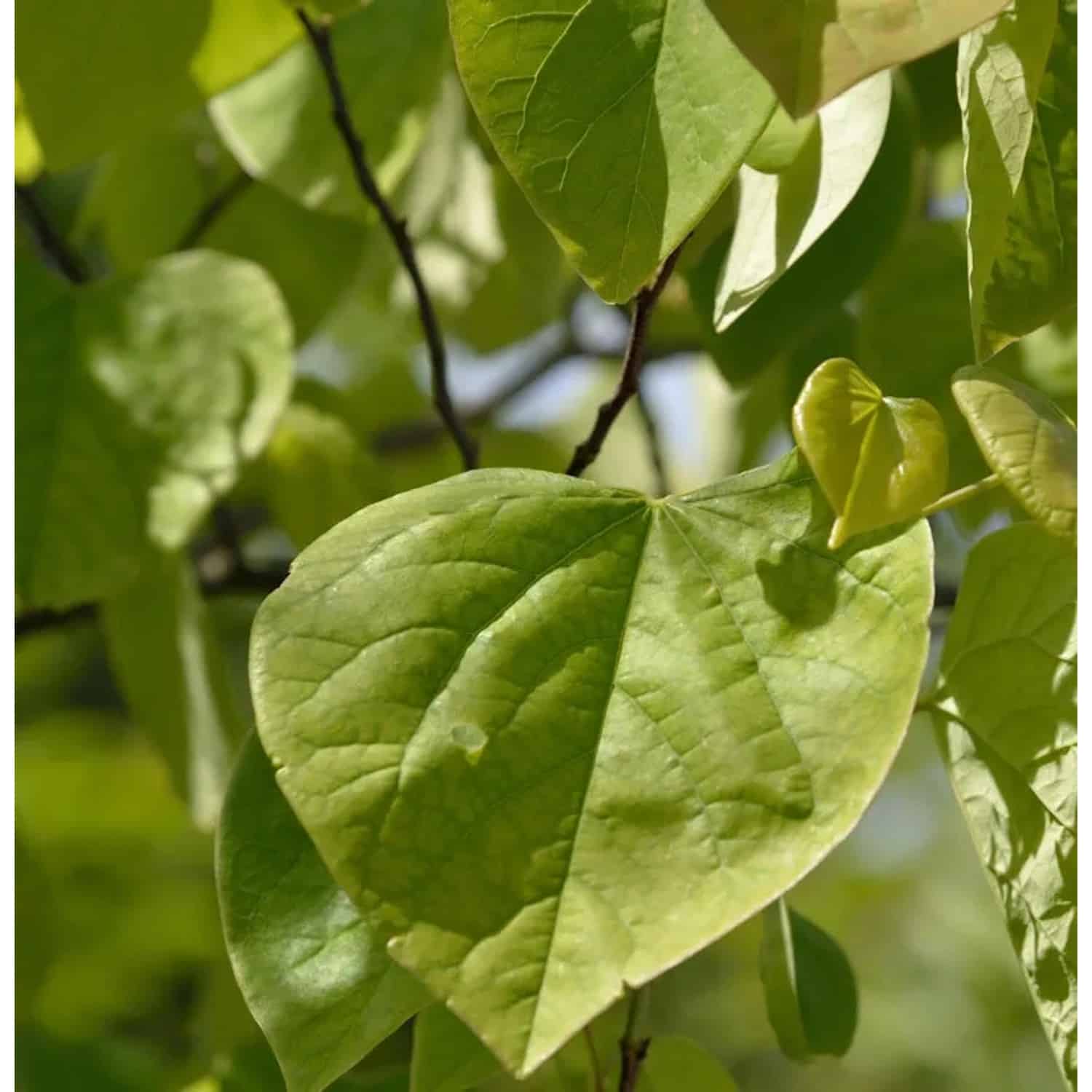 Kanadischer Judasbaum 125-150cm - Cercis canadensis