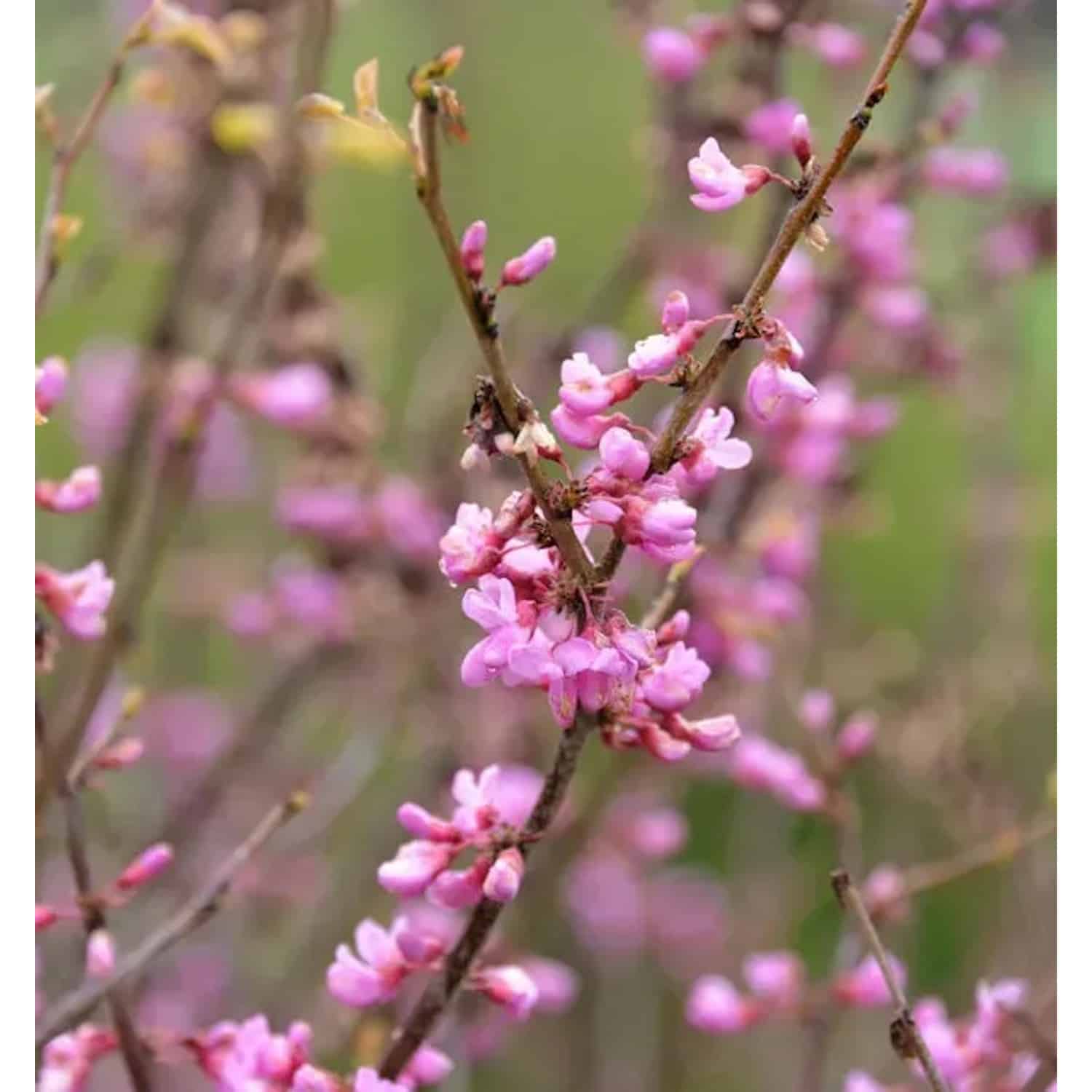 Kanadischer Judasbaum Oklahoma 30-40cm - Cercis canadensis