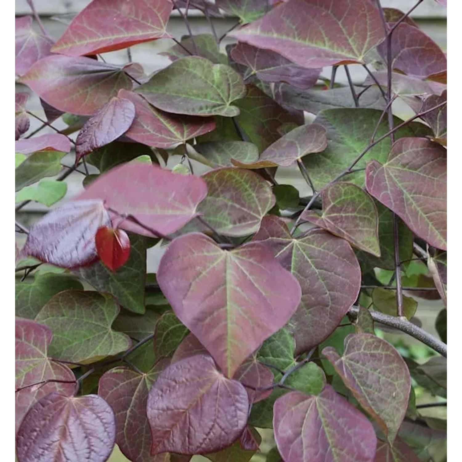 Kanadischer Judasbaum Ruby Falls 60-80cm - Cercis canadensis