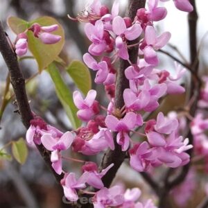 Kanadischer Judasbaum Traveller 125-150cm - Cercis canadensis