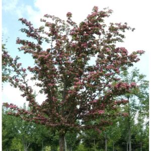 Kaskaden Rotdorn Crimson Cloud 100-125cm - Crataegus