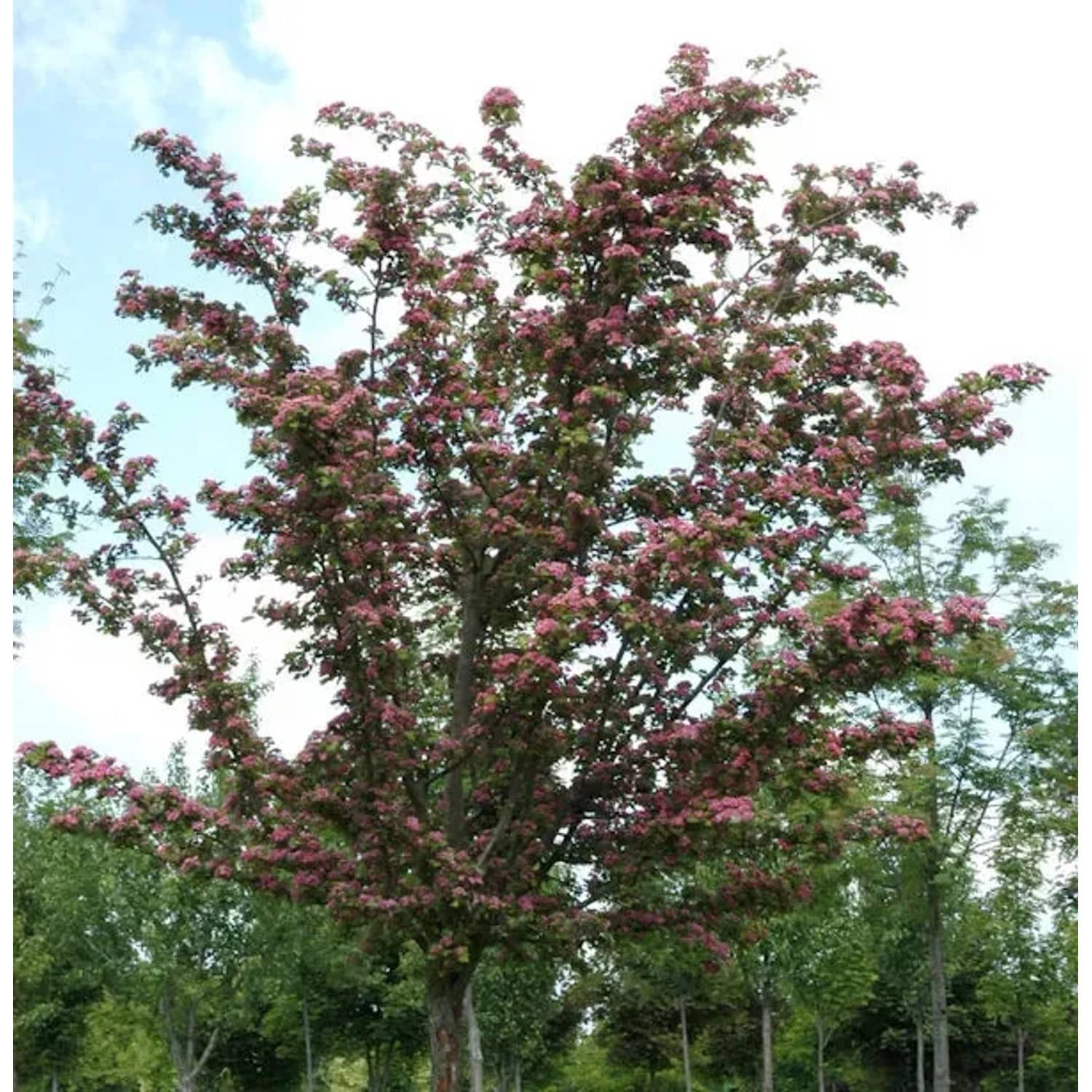 Kaskaden Rotdorn Crimson Cloud 100-125cm - Crataegus