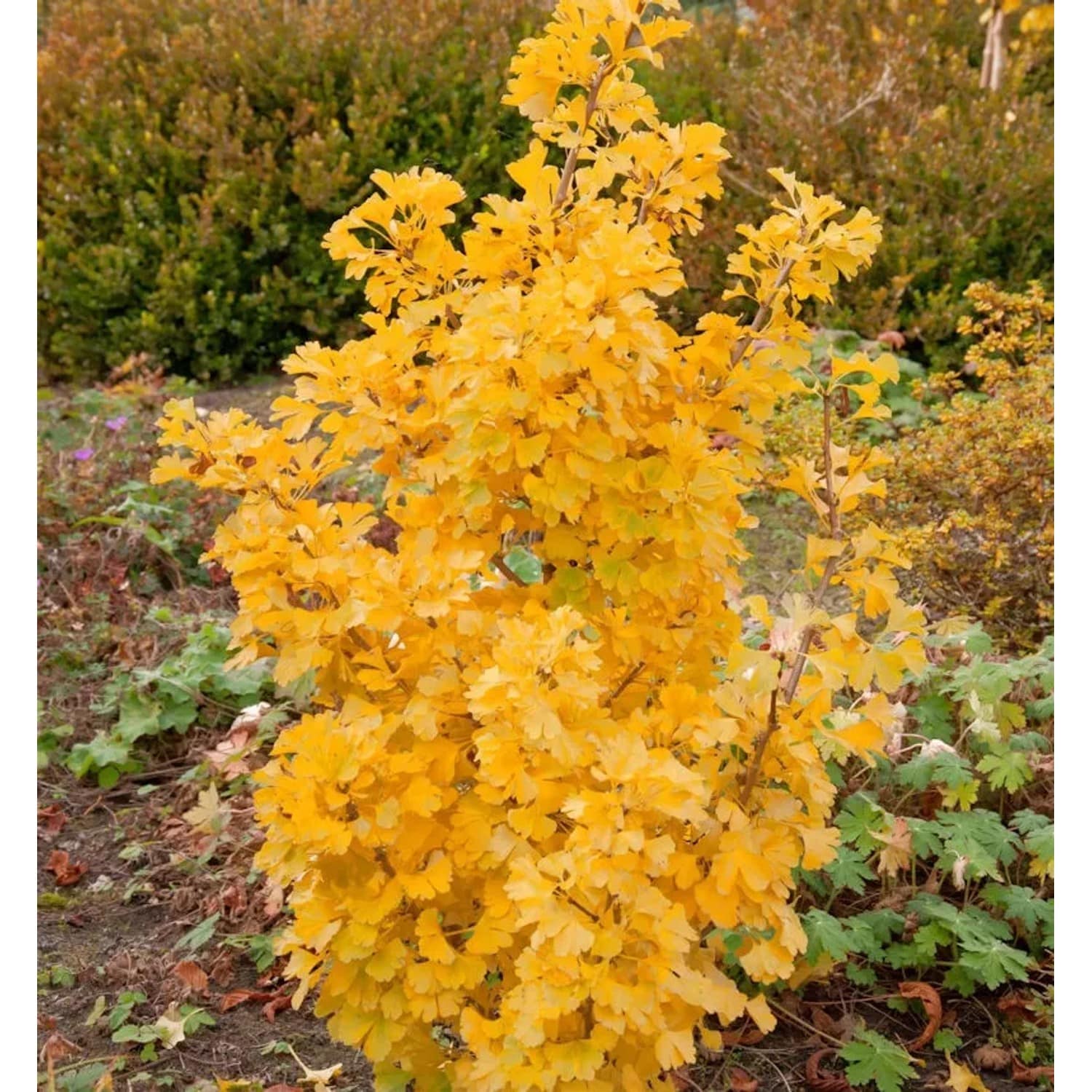 Kleiner Ginkgobaum Simon 30-40cm - Ginkgo biloba