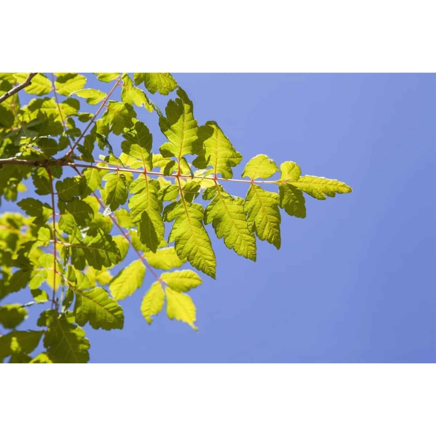 Koelreuteria Paniculata Blasenbaum 80–100 cm