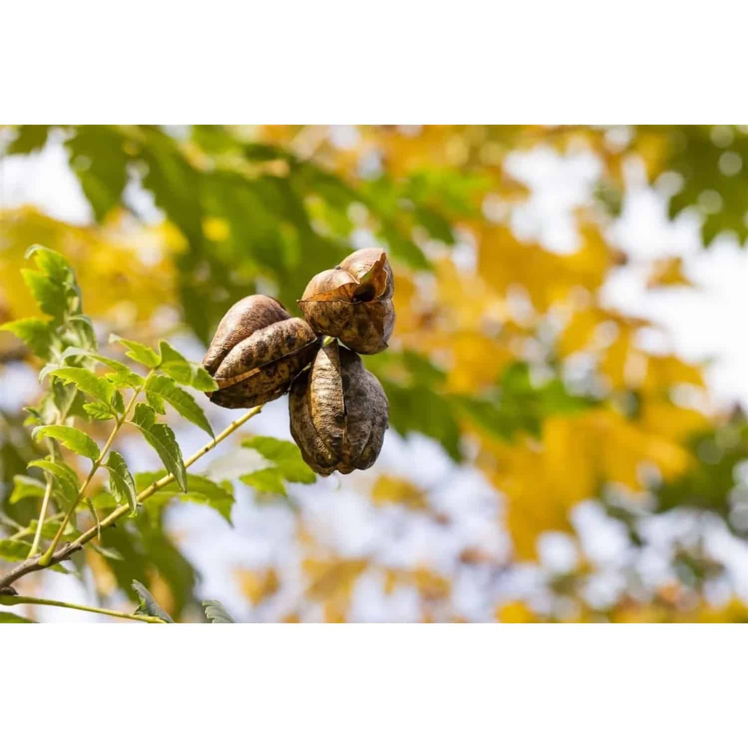 Koelreuteria Paniculata Fastigiata Blasenbaum 150–175 cm