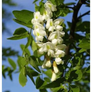 Korkenzieher-Robinie 100-125cm - Robinia pseudoacacia