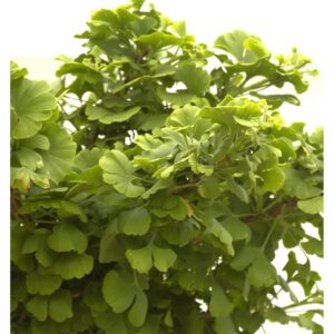 Kugel Fächerblattbaum 20-25cm - Ginkgo biloba