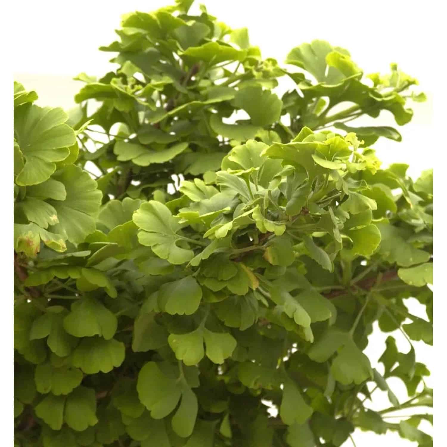 Kugel Fächerblattbaum 20-25cm - Ginkgo biloba