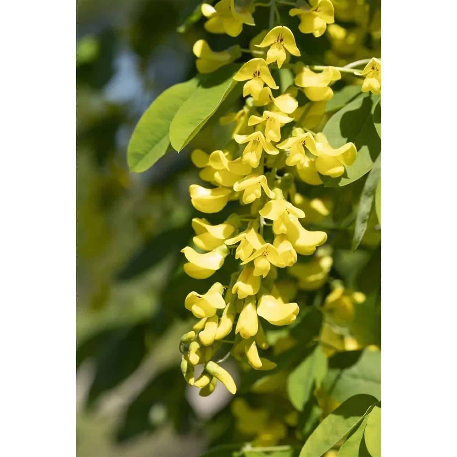 Laburnum Anagyroides Sunspire Goldregen Gelb 80 cm Stammhöhe