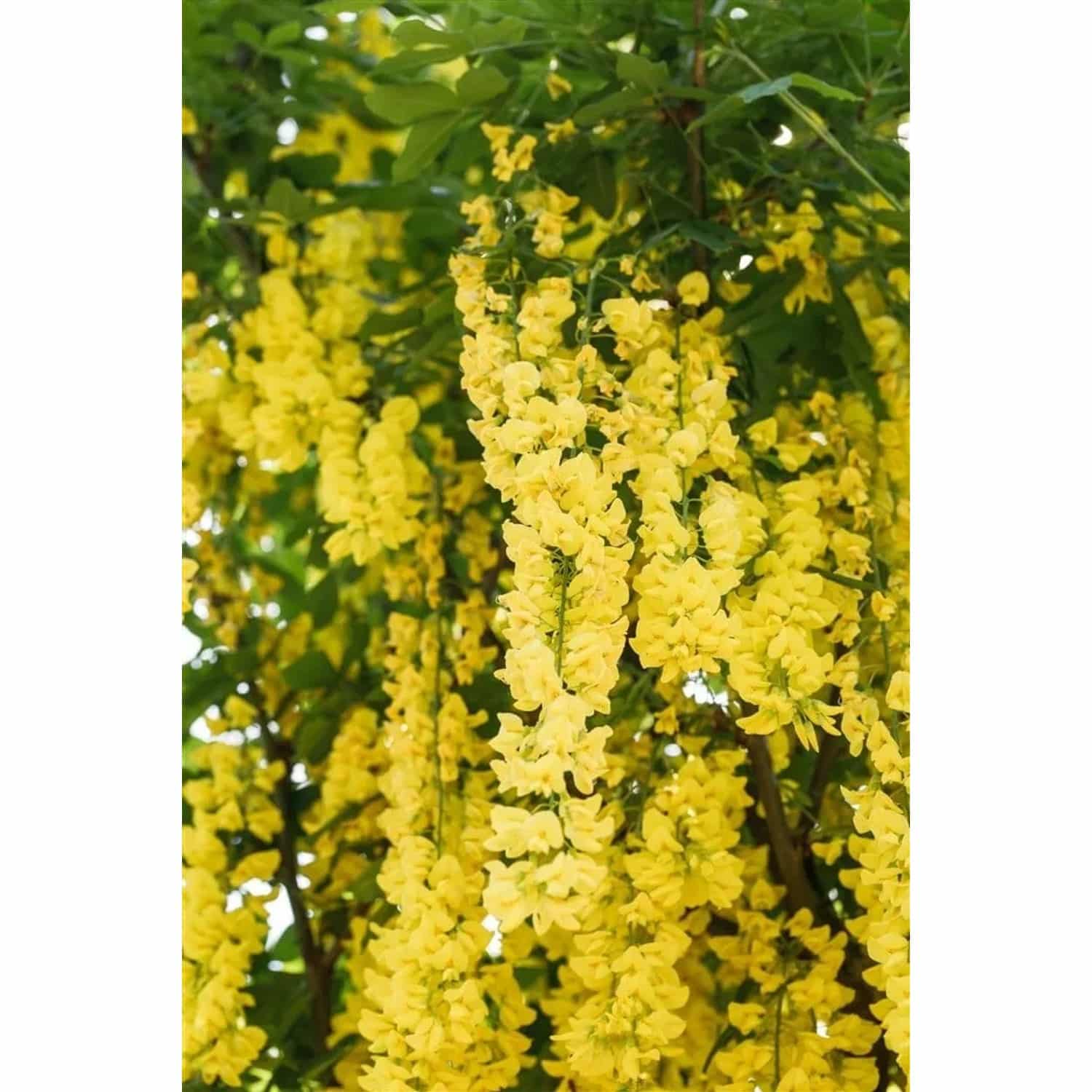 Laburnum Watereri Vossii Goldregen Gelbe Blüten 80 cm Stammhöhe