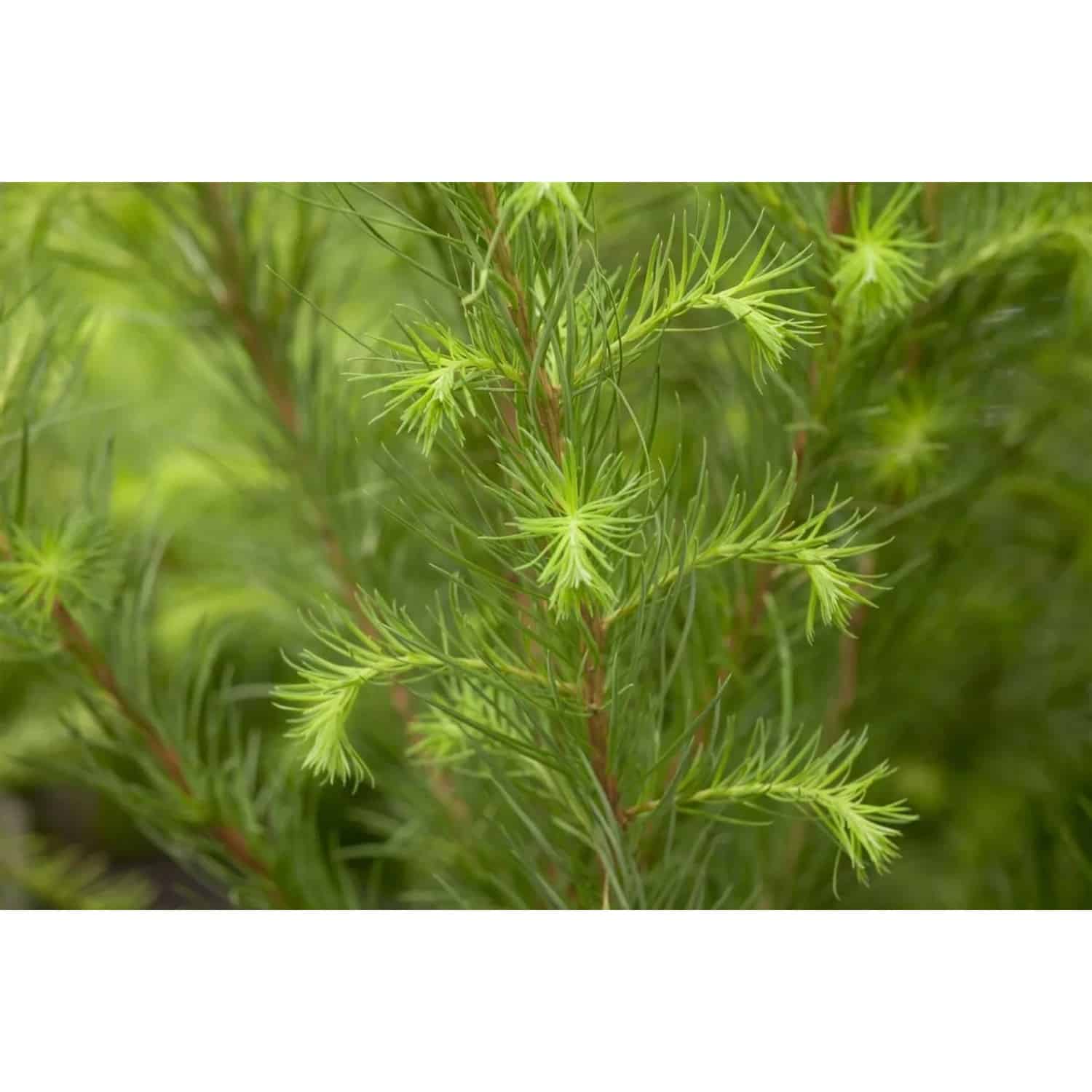 Larix Decidua Europäische Lärche 150–200 cm