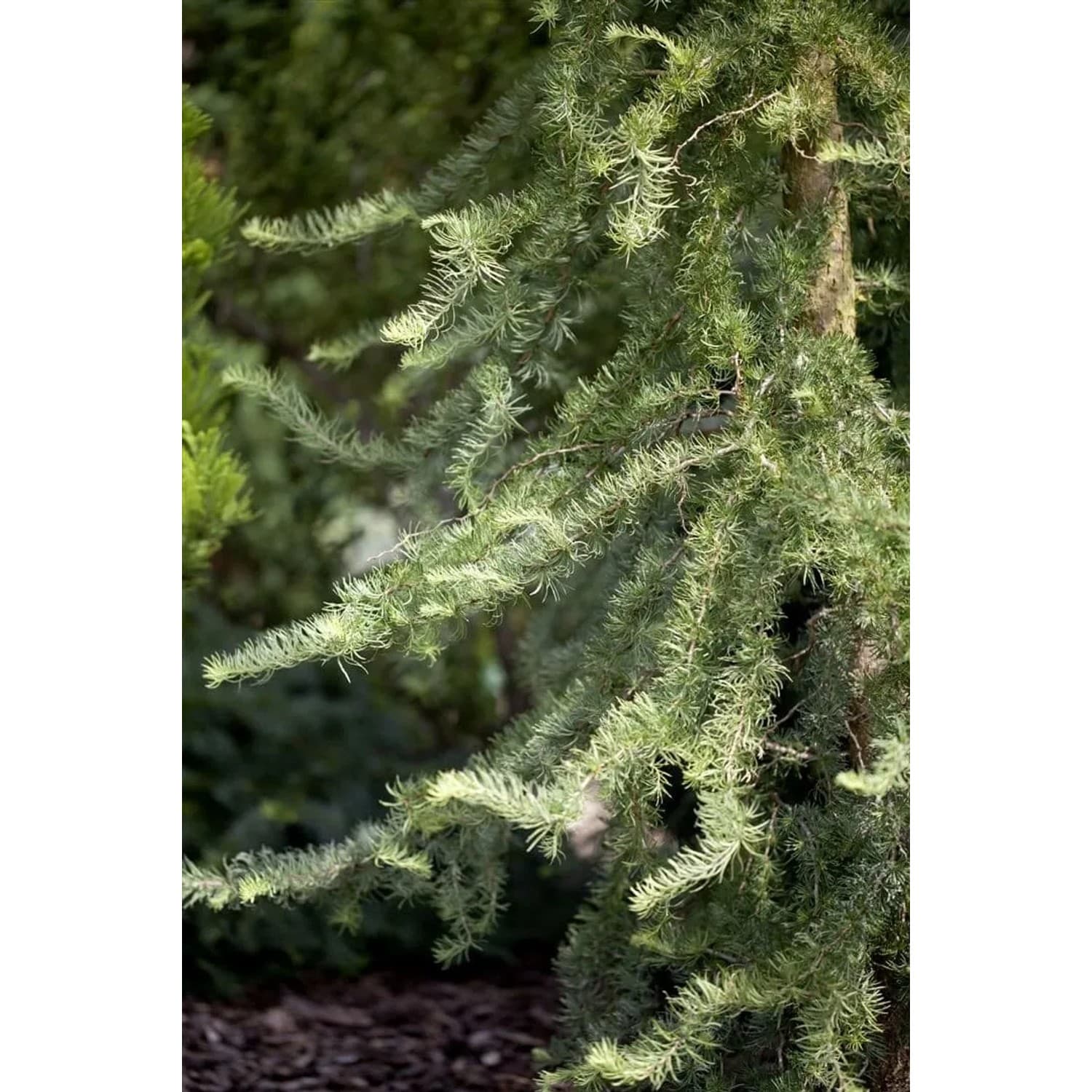 Larix Kaempferi Diana Japanische Lärche 150–175 cm Dekorativ