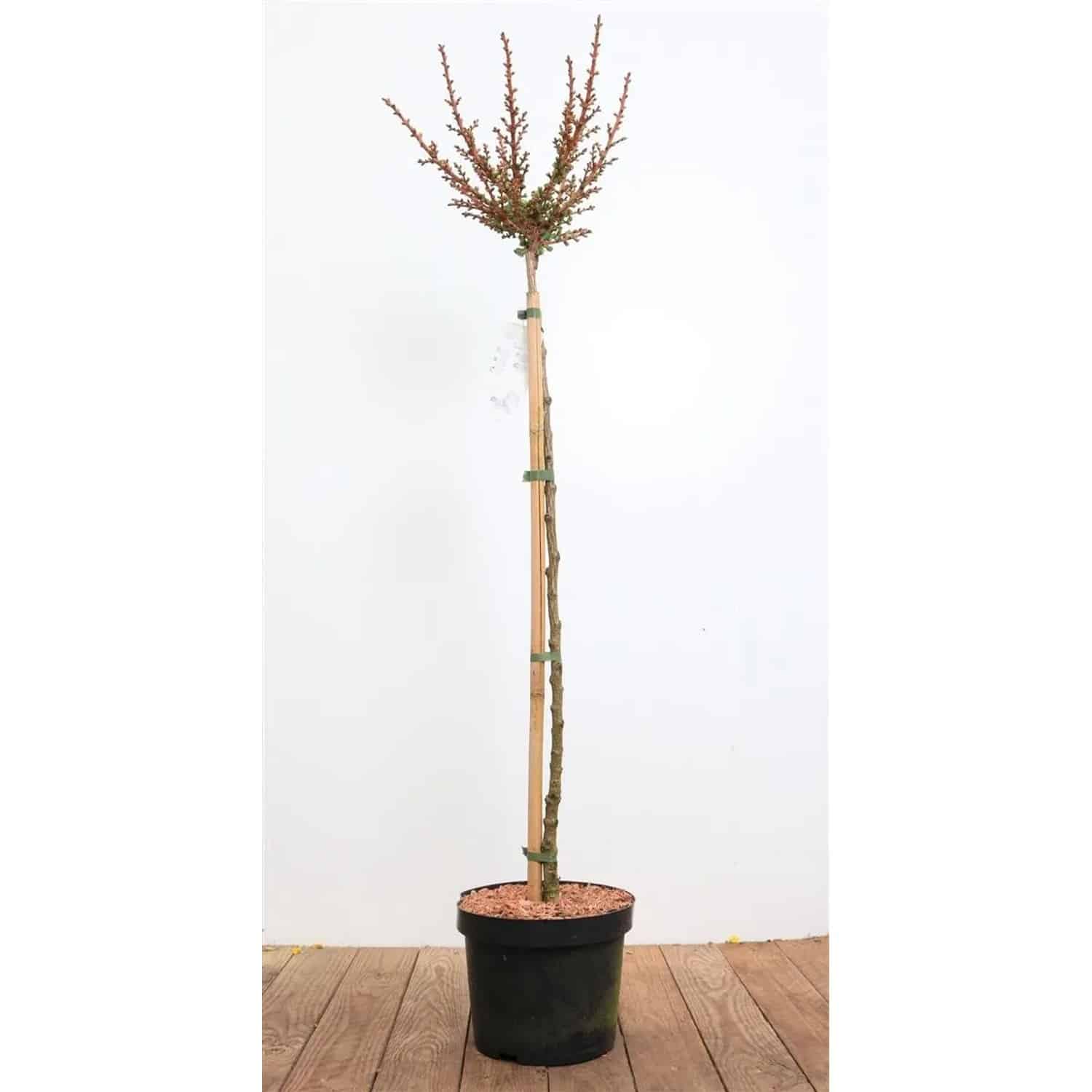 Larix Kaempferi Grey Pearl Japanische Lärche 80 cm Stammhöhe