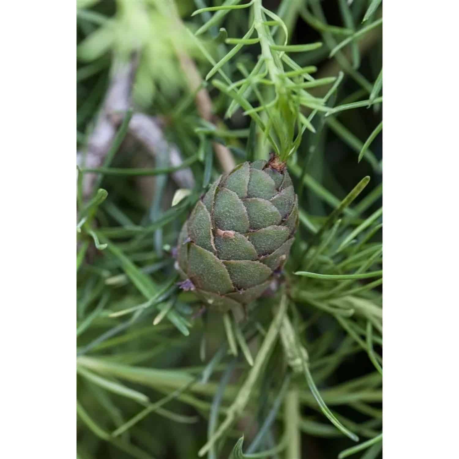 Larix Kaempferi Japanische Lärche 60–80 cm