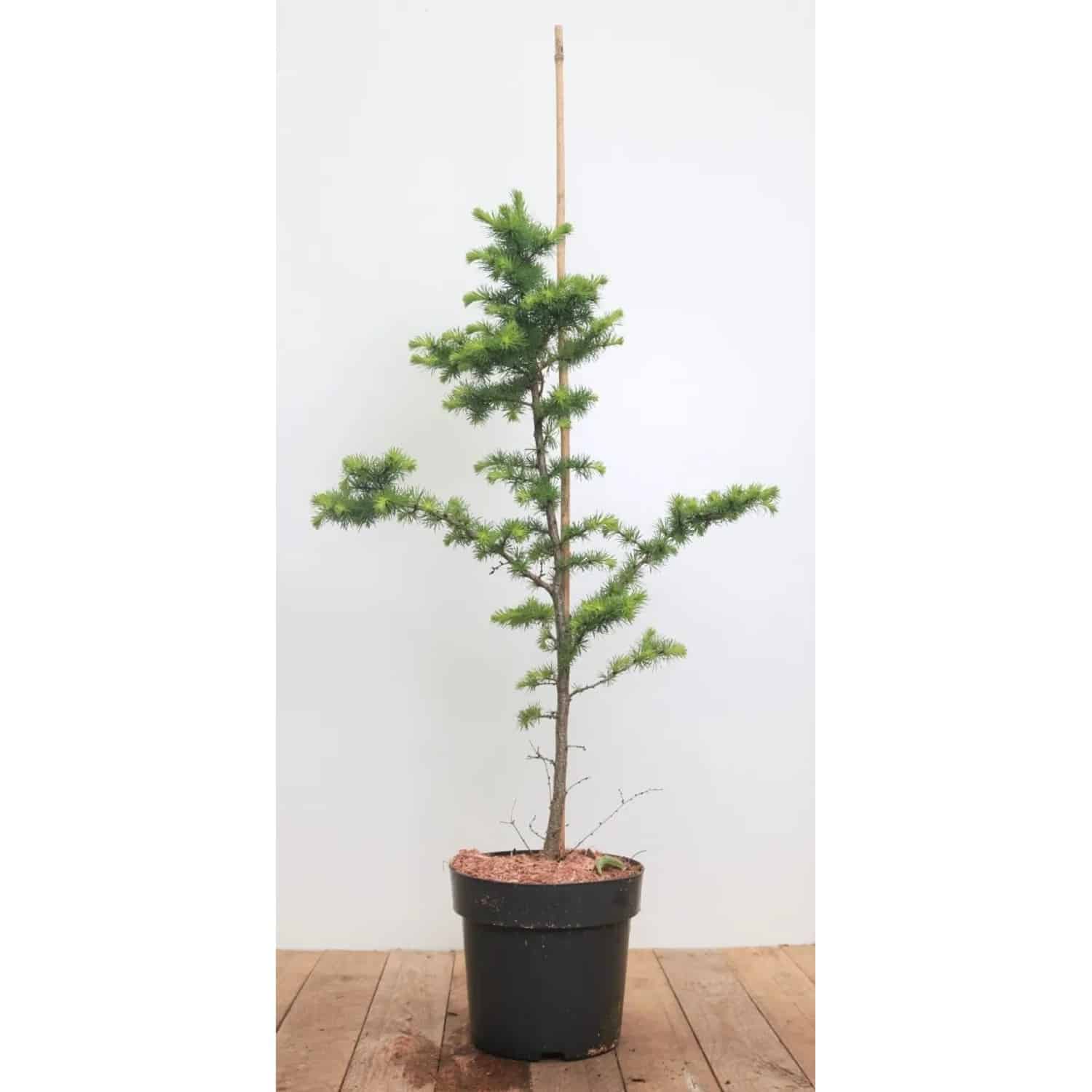 Larix Kaempferi Japanische Lärche 80–100 cm