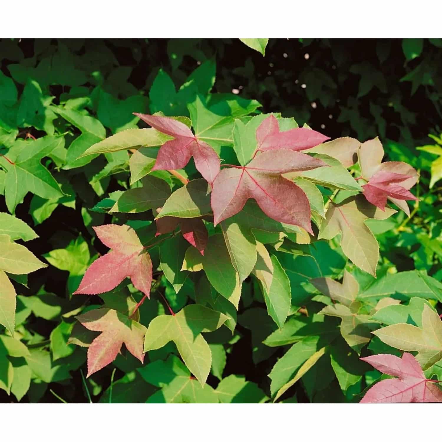 Liquidambar Formosana Ellen Amberbaum 100–125 cm Auffälliges Laub
