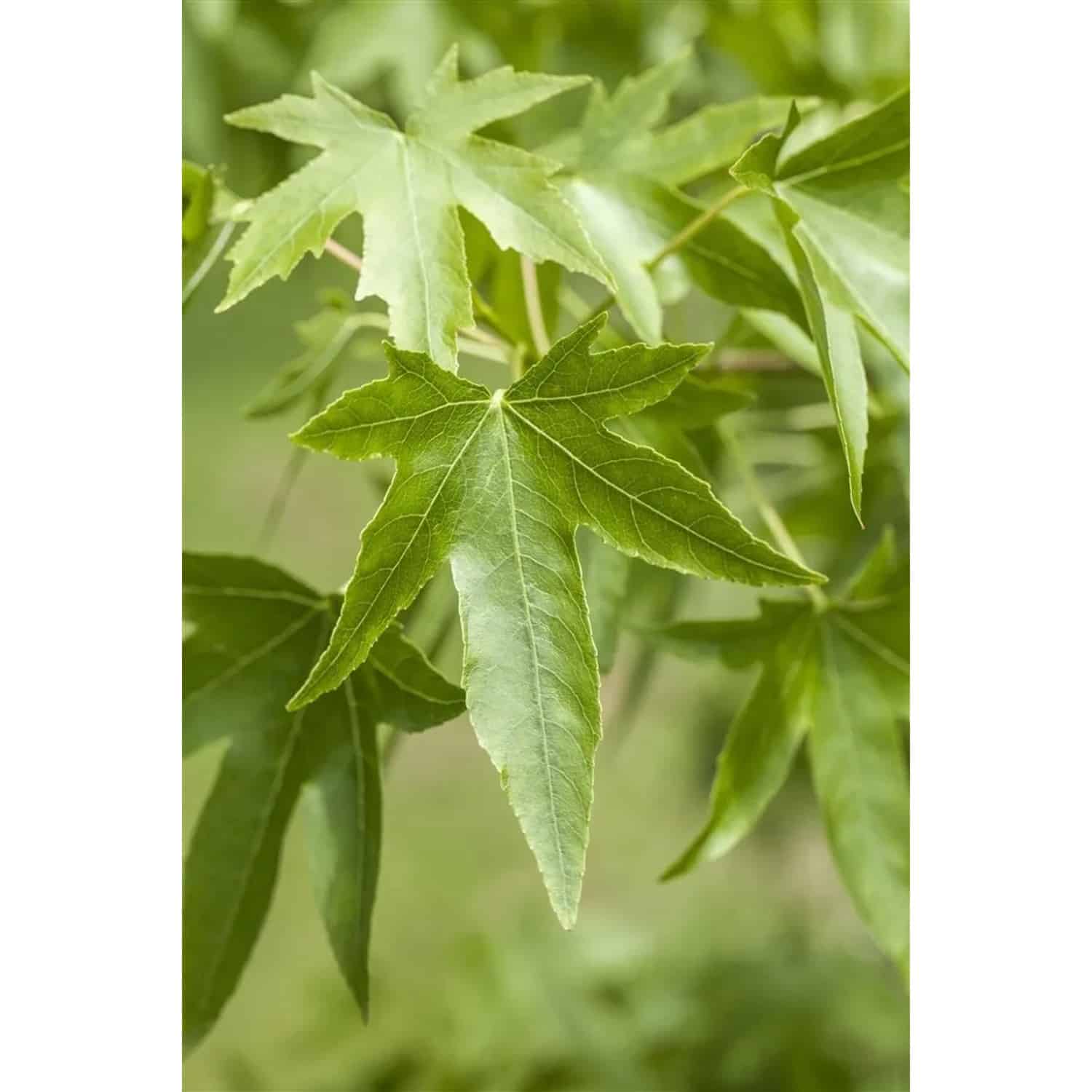 Liquidambar Styraciflua Amberbaum 100–125 cm