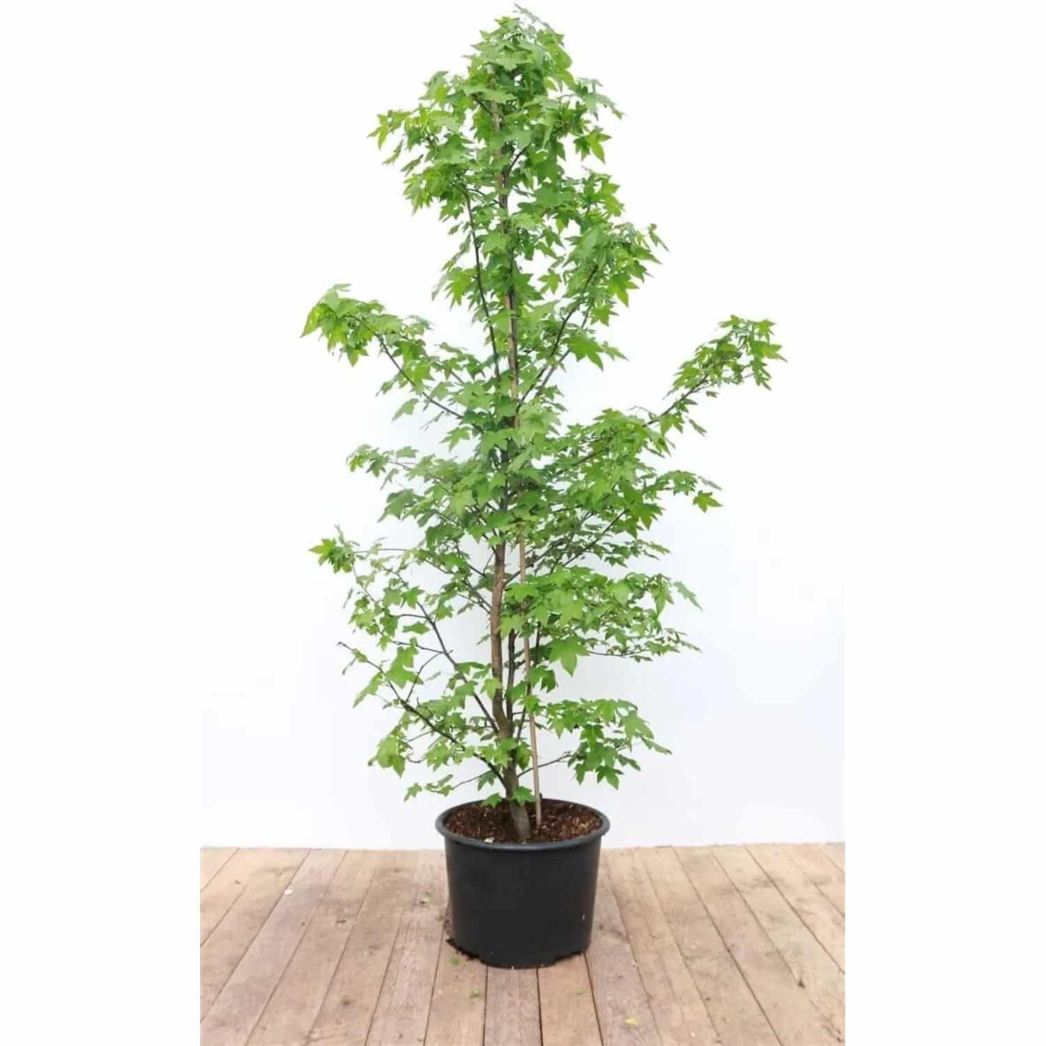 Liquidambar Styraciflua Amberbaum 175–200 cm