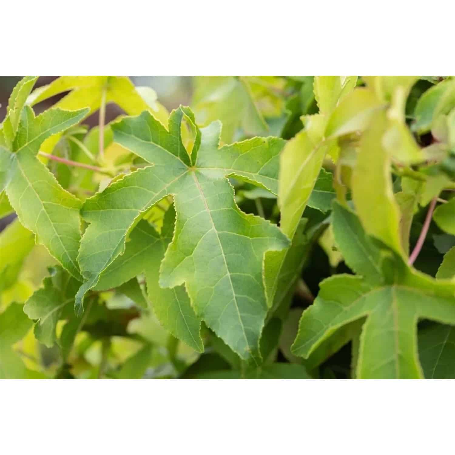 Liquidambar Styraciflua Autumn Color Globe Amberbaum 40–60 cm