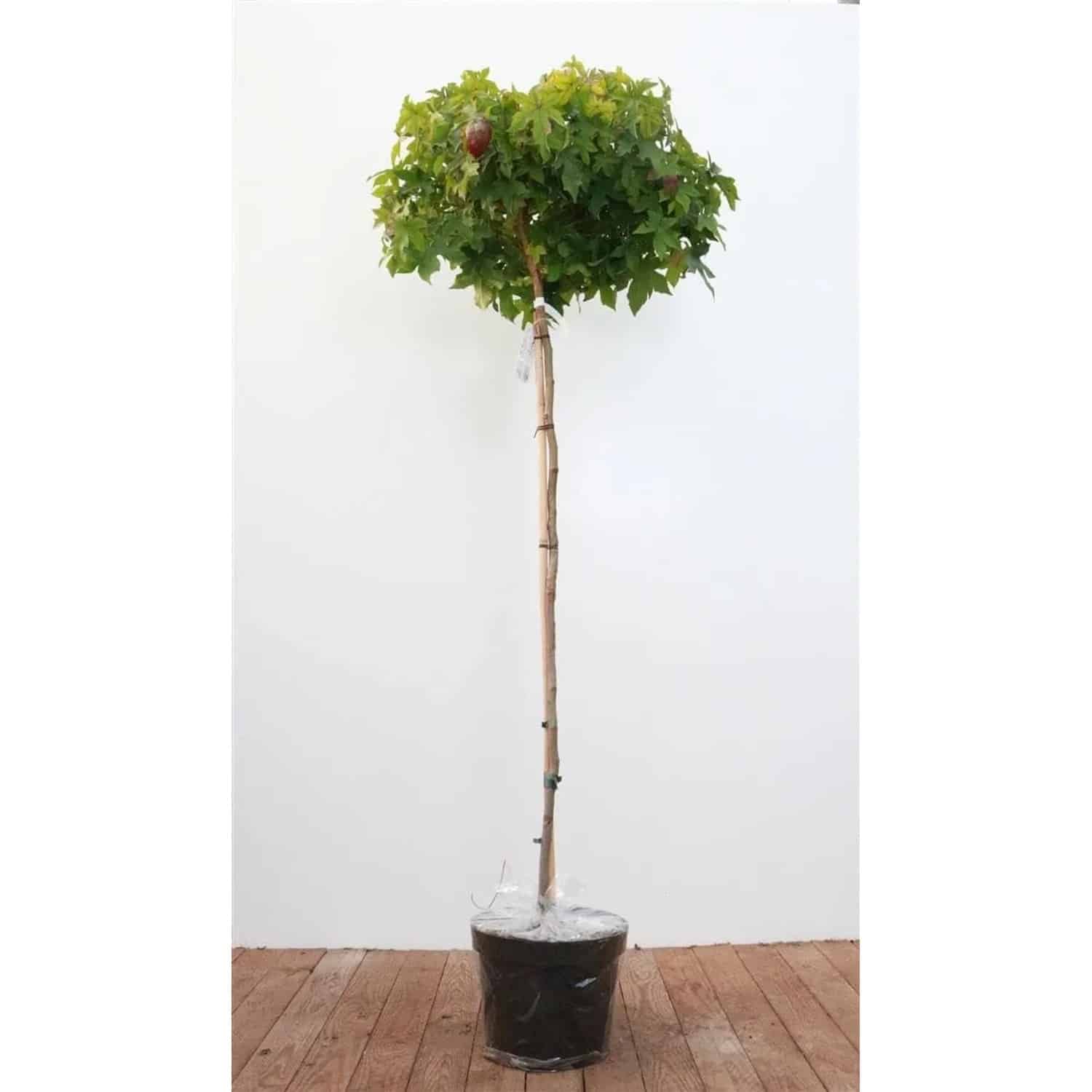 Liquidambar Styraciflua Gumball Amberbaum 150 cm Stammhöhe