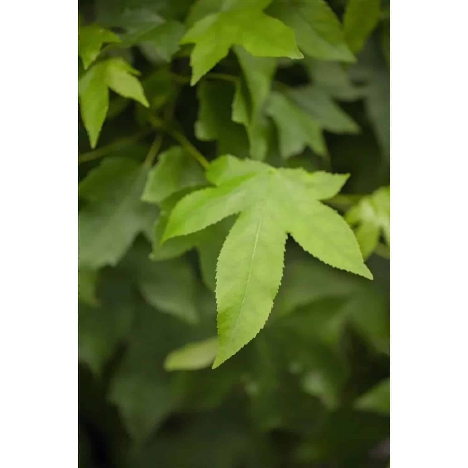 Liquidambar Styraciflua Gumball Amberbaum Kompakt 40 cm Stammhöhe
