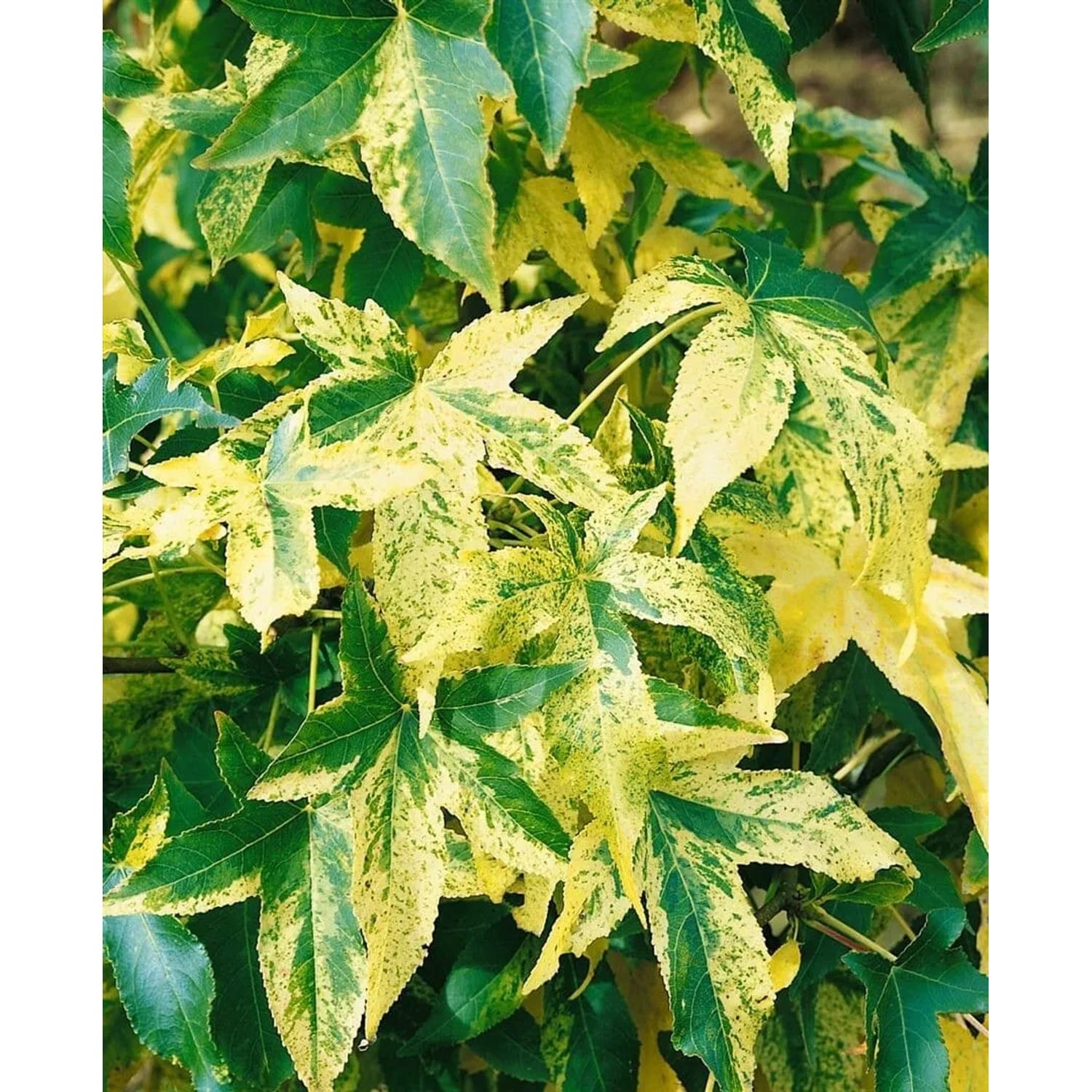 Liquidambar Styraciflua Silver King Amberbaum 175–200 cm