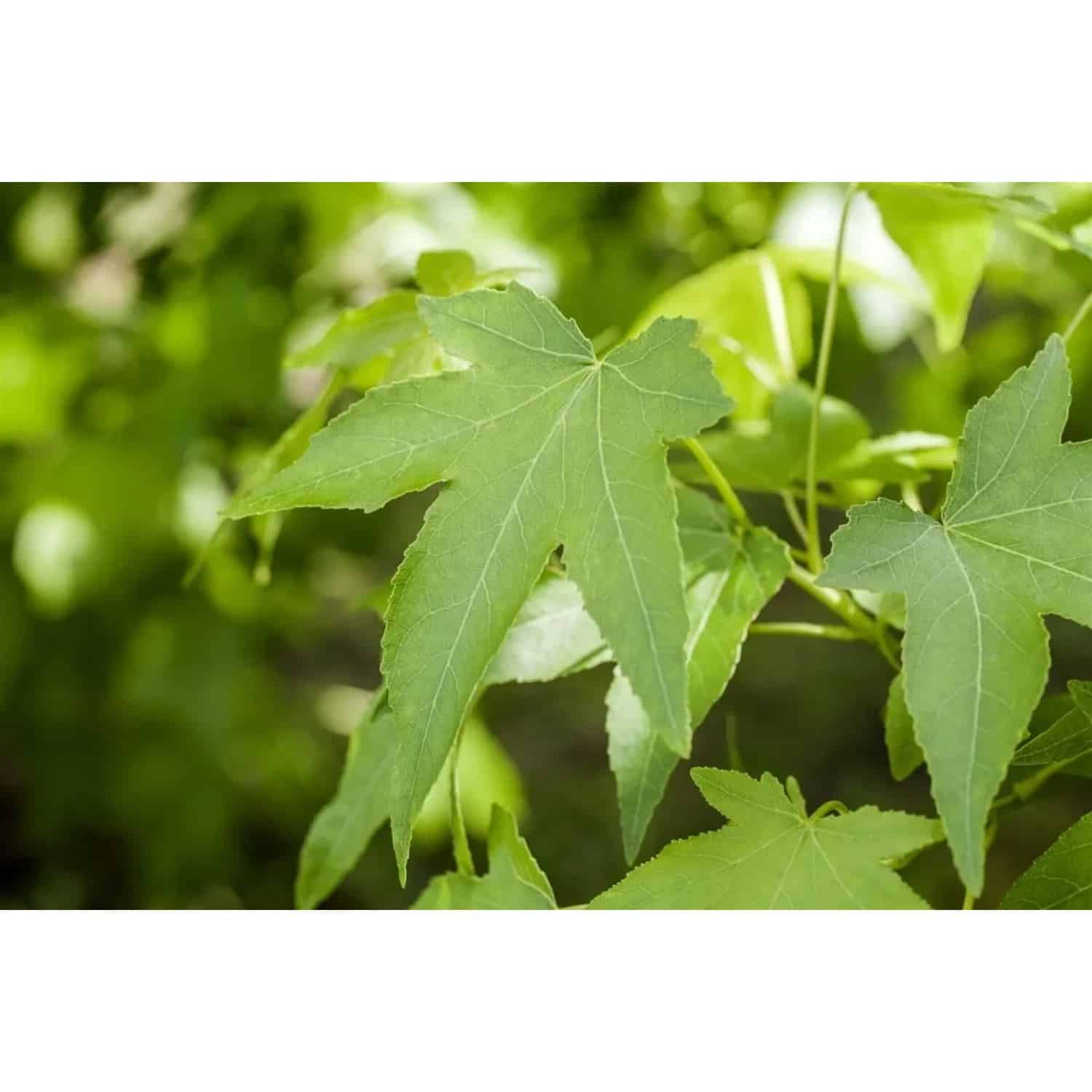 Liquidambar Styraciflua Slender Silhouette Amberbaum 100–125 cm