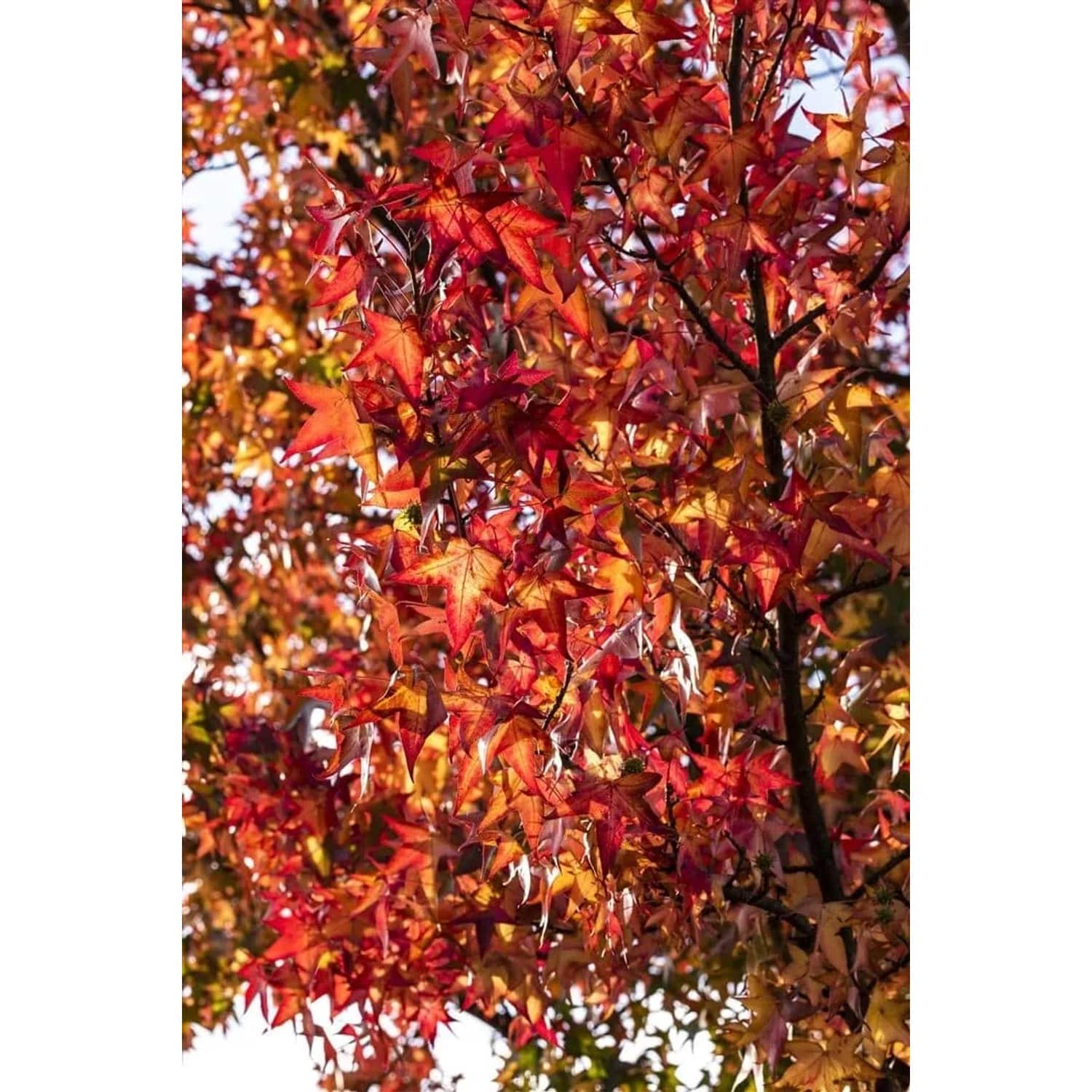 Liquidambar Styraciflua Worplesdon Amberbaum 100–125 cm