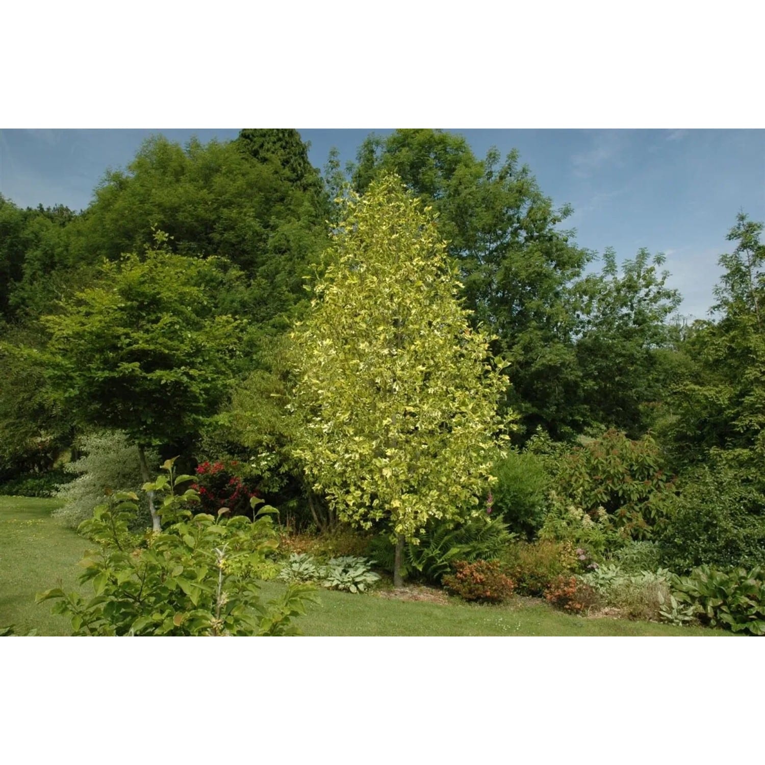 Liriodendron Tulipifera Aureomarginatum Tulpenbaum Gelb-Grün 175–200 cm