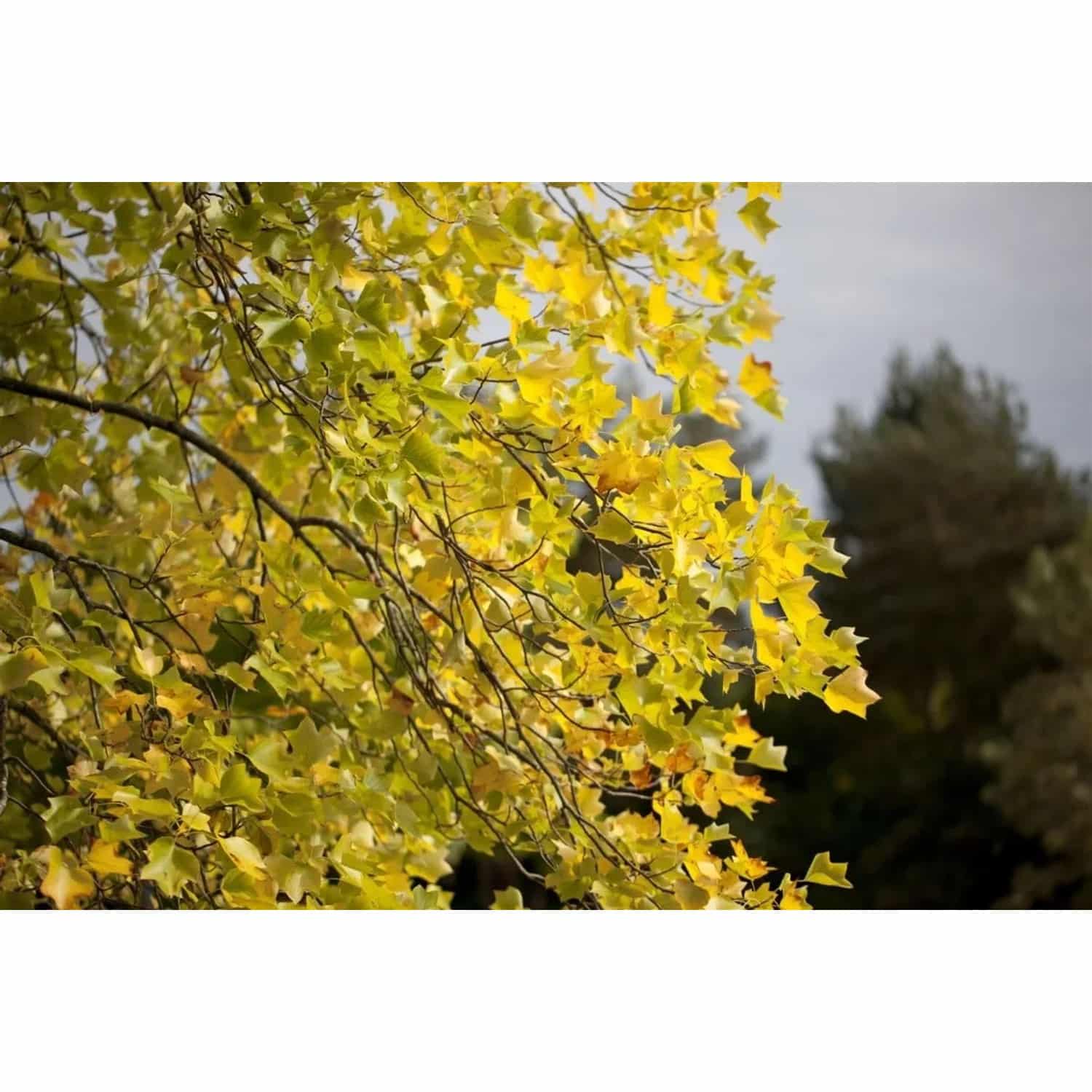 Liriodendron Tulipifera Tulpenbaum 60–80 cm