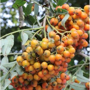 Mährische Eberesche Autumn Spire 100-125cm - Sorbus aucuparia