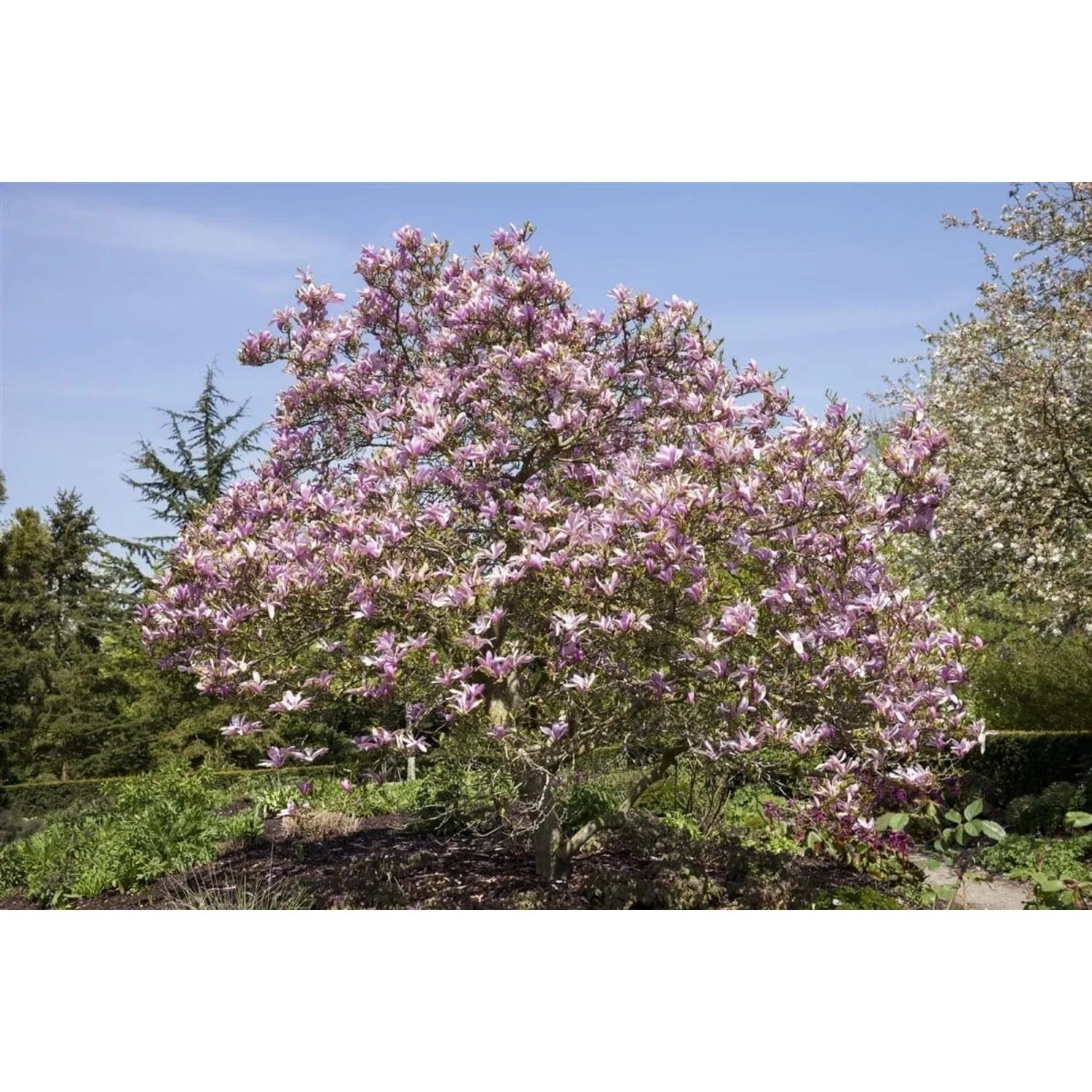 Magnolia Galaxy Magnolie Rosa Blüten 40–60 cm