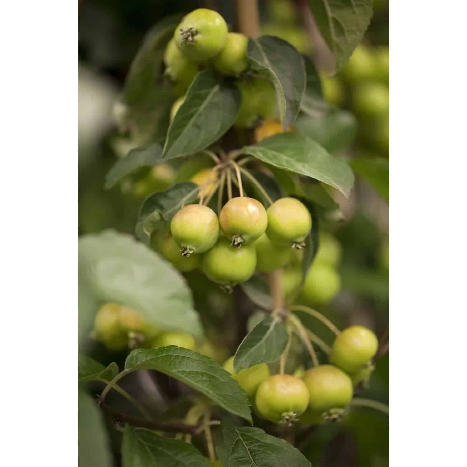 Malus Golden Hornet Zierapfel Gelb 100–125 cm