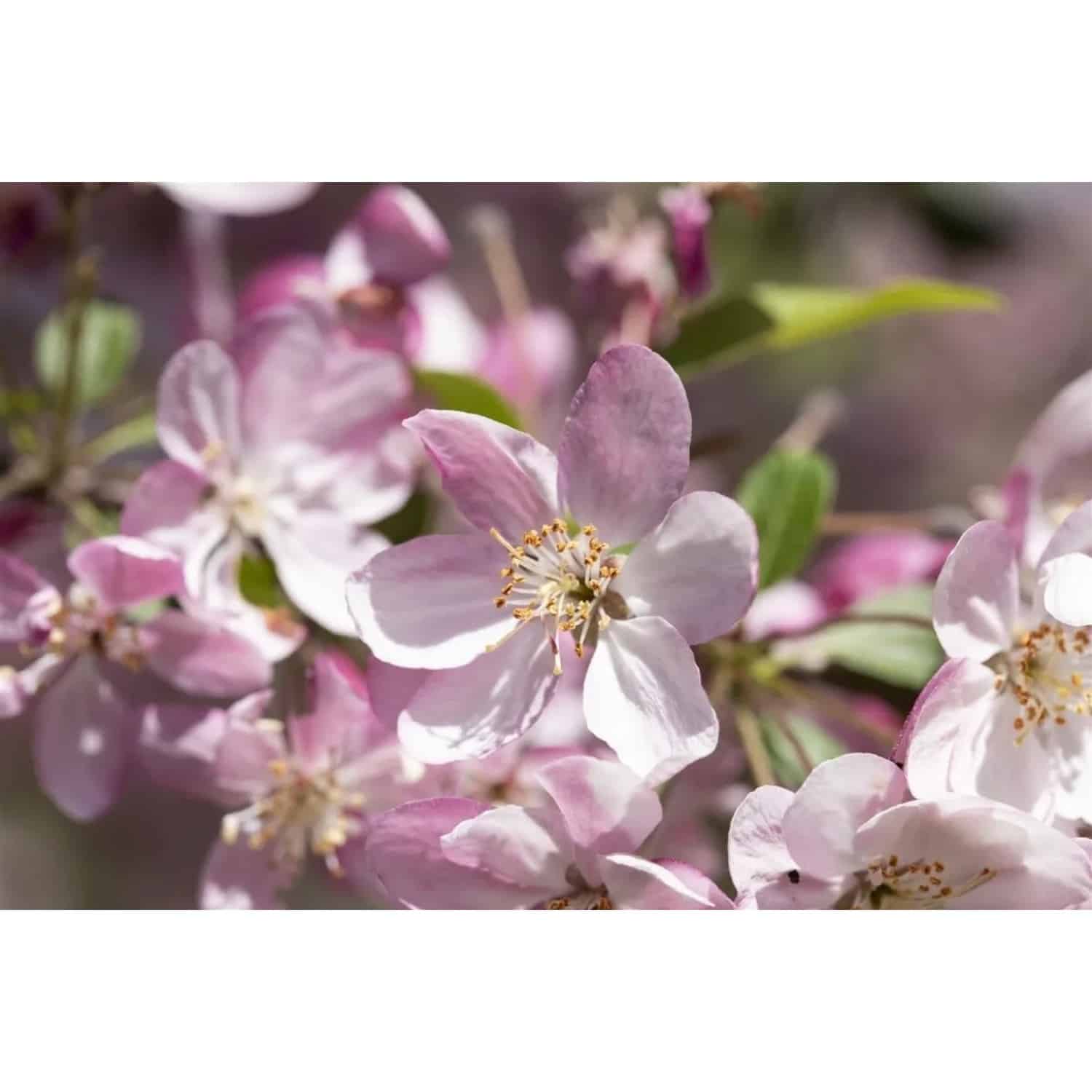 Malus Hillieri Zierapfel 100–125 cm