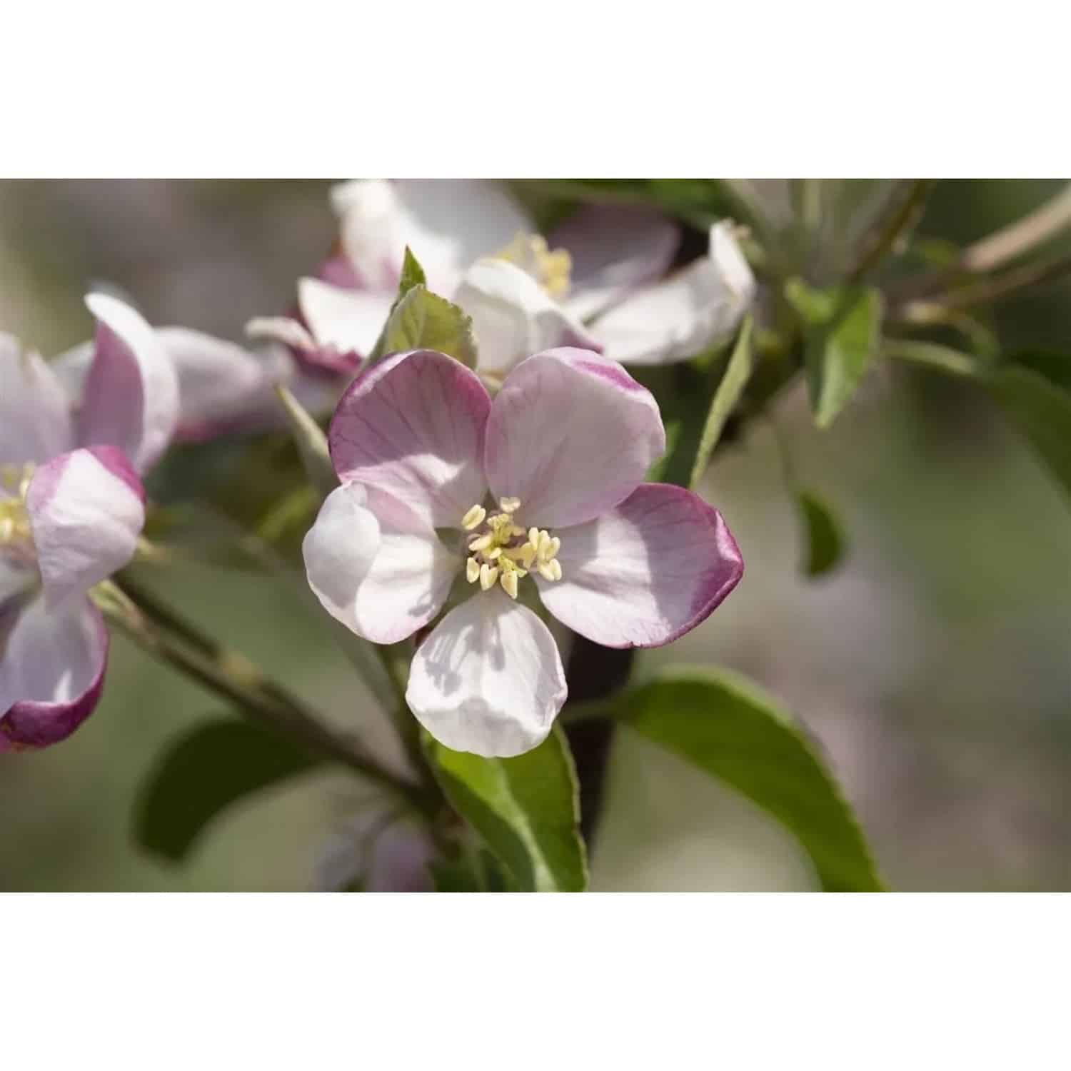 Malus Ingrid Marie Apfelbaum 150–200 cm