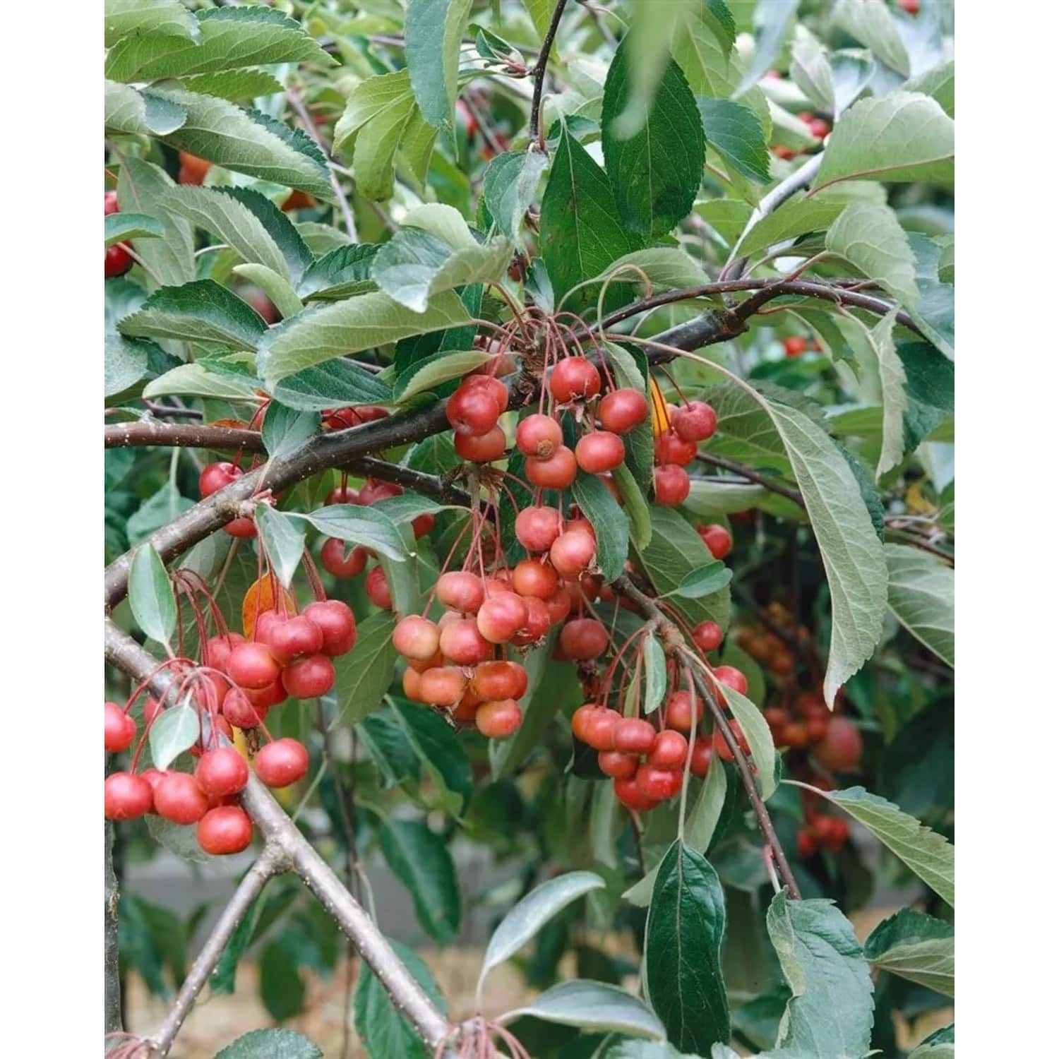 Malus Red Juvel Zierapfel 60–100 cm