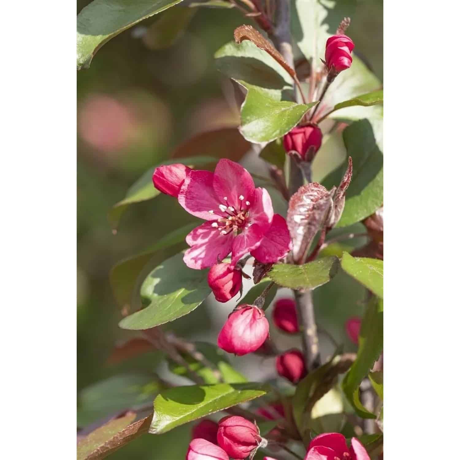 Malus Royalty Zierapfel Purpurrot 60–100 cm