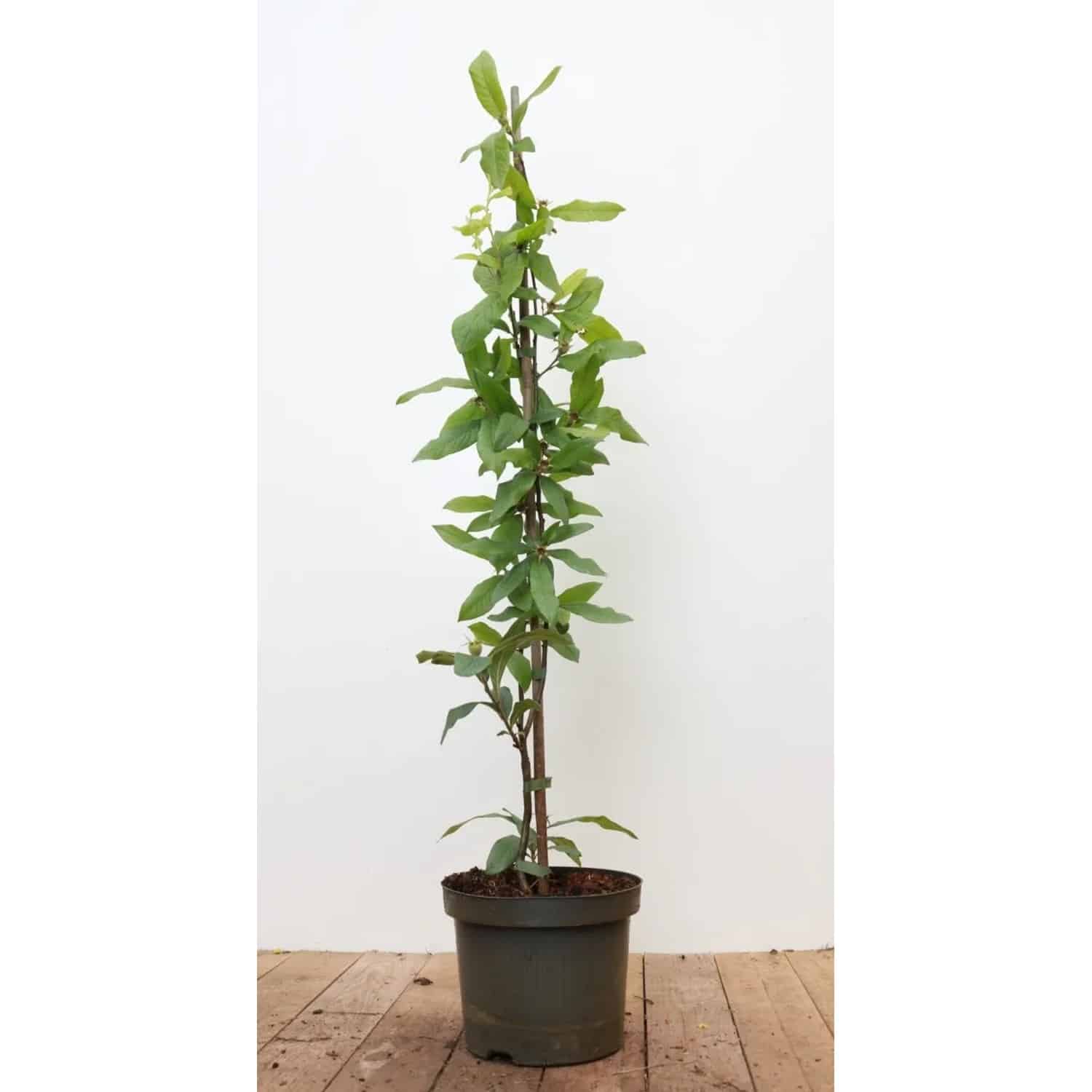 Mespilus Germanica Echte Mispel 60–100 cm