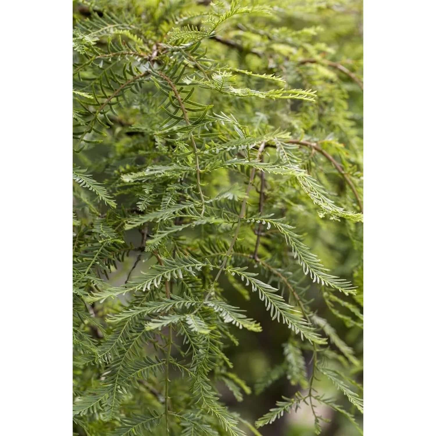 Metasequoia Glyptostroboides Miss Grace Urweltmammutbaum 40 cm Stammhöhe